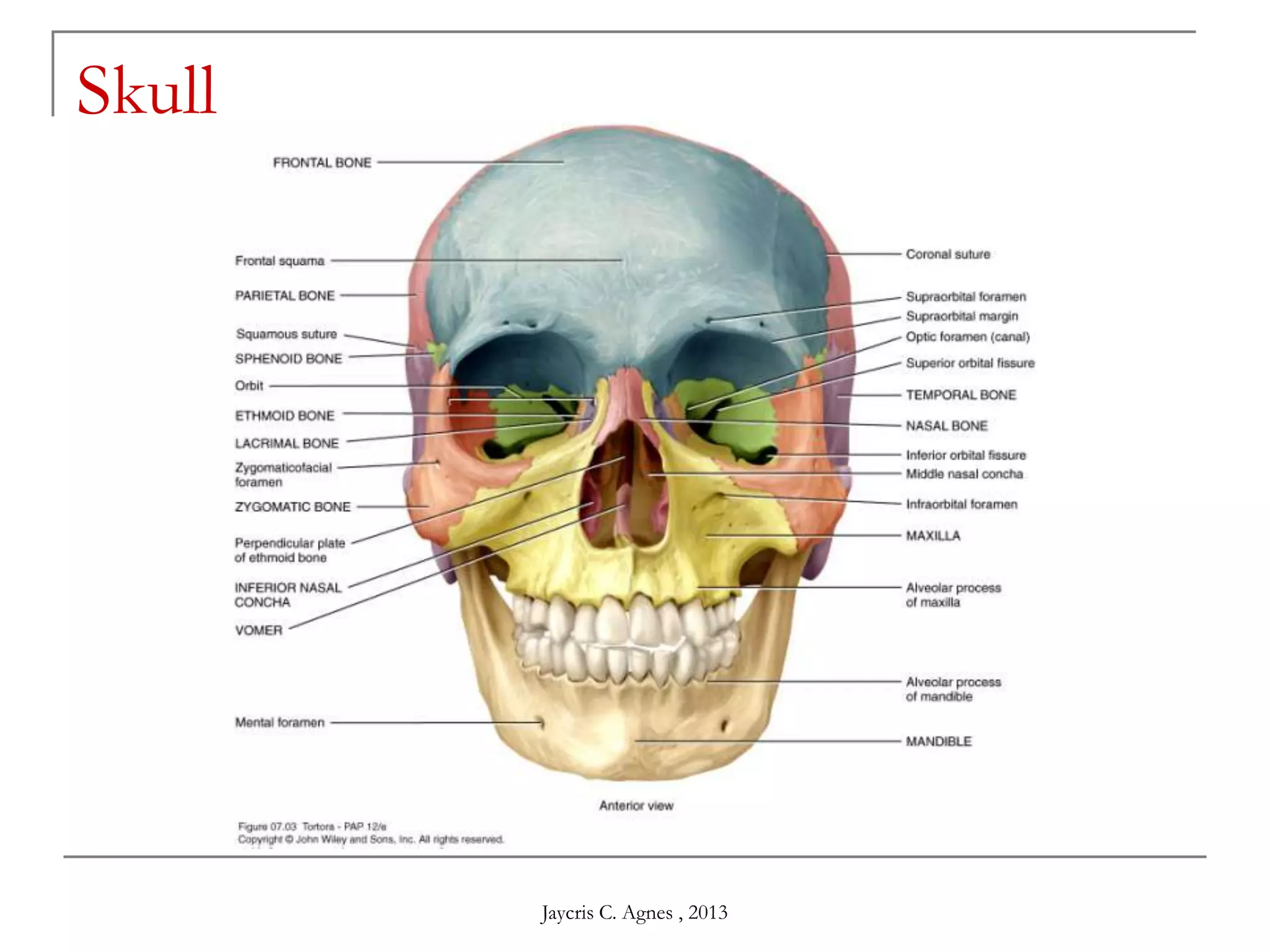 Skull
Jaycris C. Agnes , 2013
 