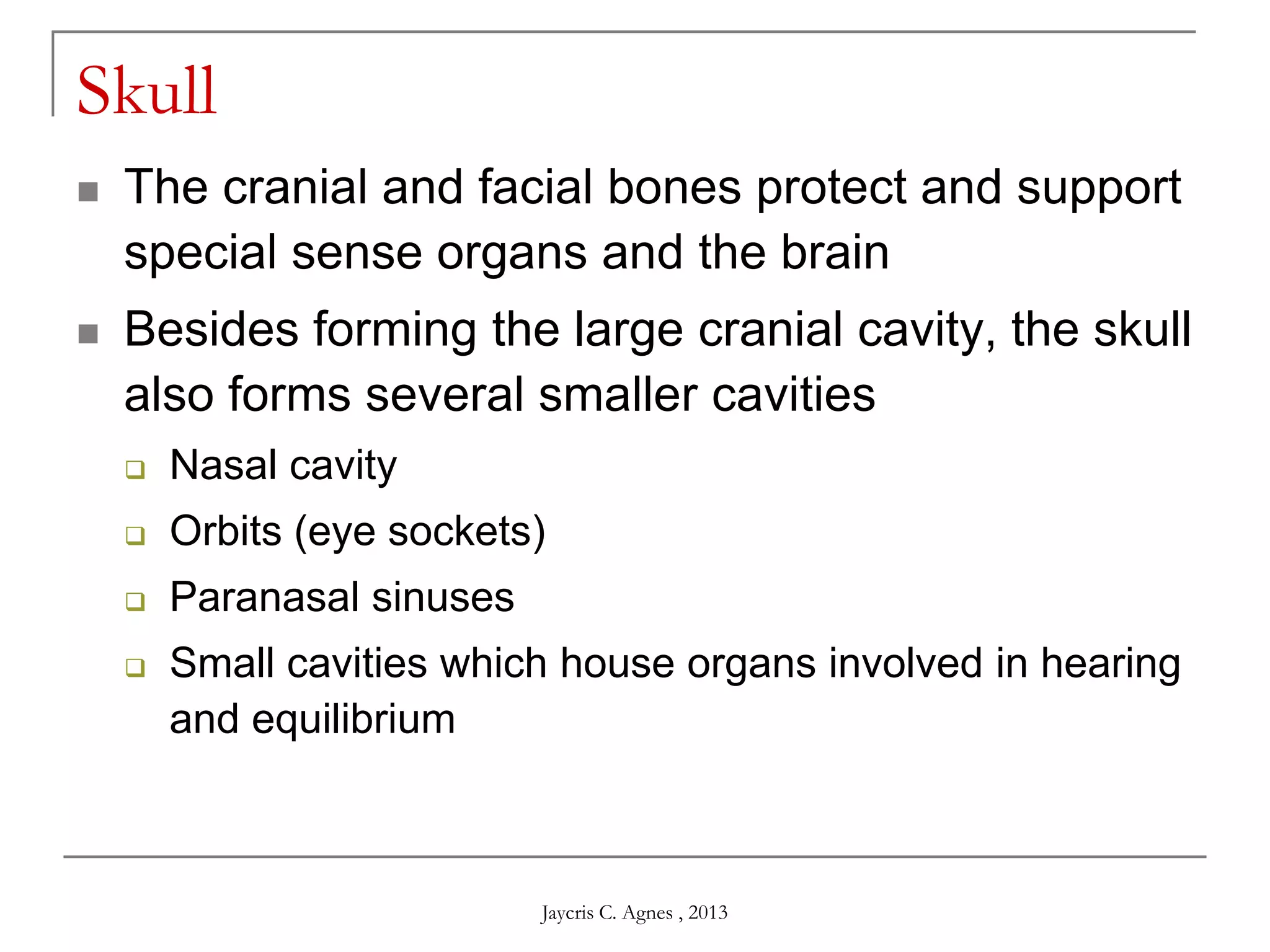 Skull
 The cranial and facial bones protect and support
special sense organs and the brain
 Besides forming the large cranial cavity, the skull
also forms several smaller cavities
 Nasal cavity
 Orbits (eye sockets)
 Paranasal sinuses
 Small cavities which house organs involved in hearing
and equilibrium
Jaycris C. Agnes , 2013
 