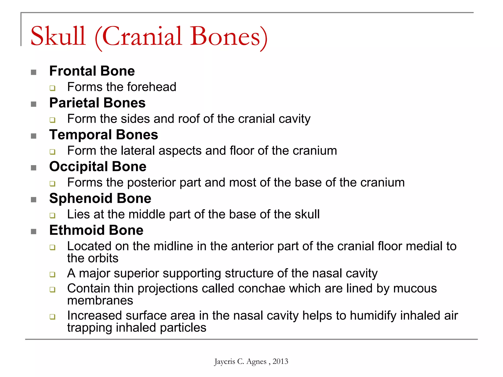 Skull (Cranial Bones)
 Frontal Bone
 Forms the forehead
 Parietal Bones
 Form the sides and roof of the cranial cavity
 Temporal Bones
 Form the lateral aspects and floor of the cranium
 Occipital Bone
 Forms the posterior part and most of the base of the cranium
 Sphenoid Bone
 Lies at the middle part of the base of the skull
 Ethmoid Bone
 Located on the midline in the anterior part of the cranial floor medial to
the orbits
 A major superior supporting structure of the nasal cavity
 Contain thin projections called conchae which are lined by mucous
membranes
 Increased surface area in the nasal cavity helps to humidify inhaled air
trapping inhaled particles
Jaycris C. Agnes , 2013
 