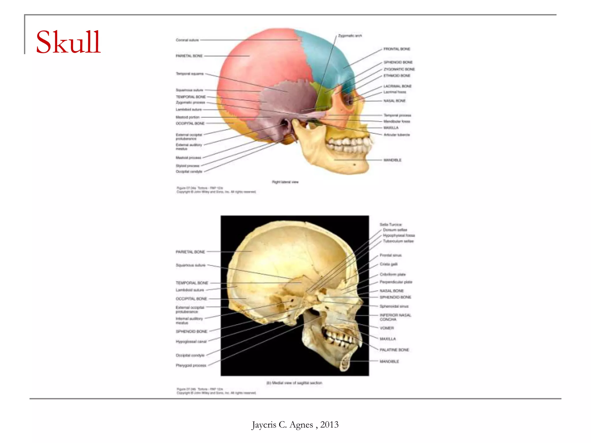 Skull
Jaycris C. Agnes , 2013
 