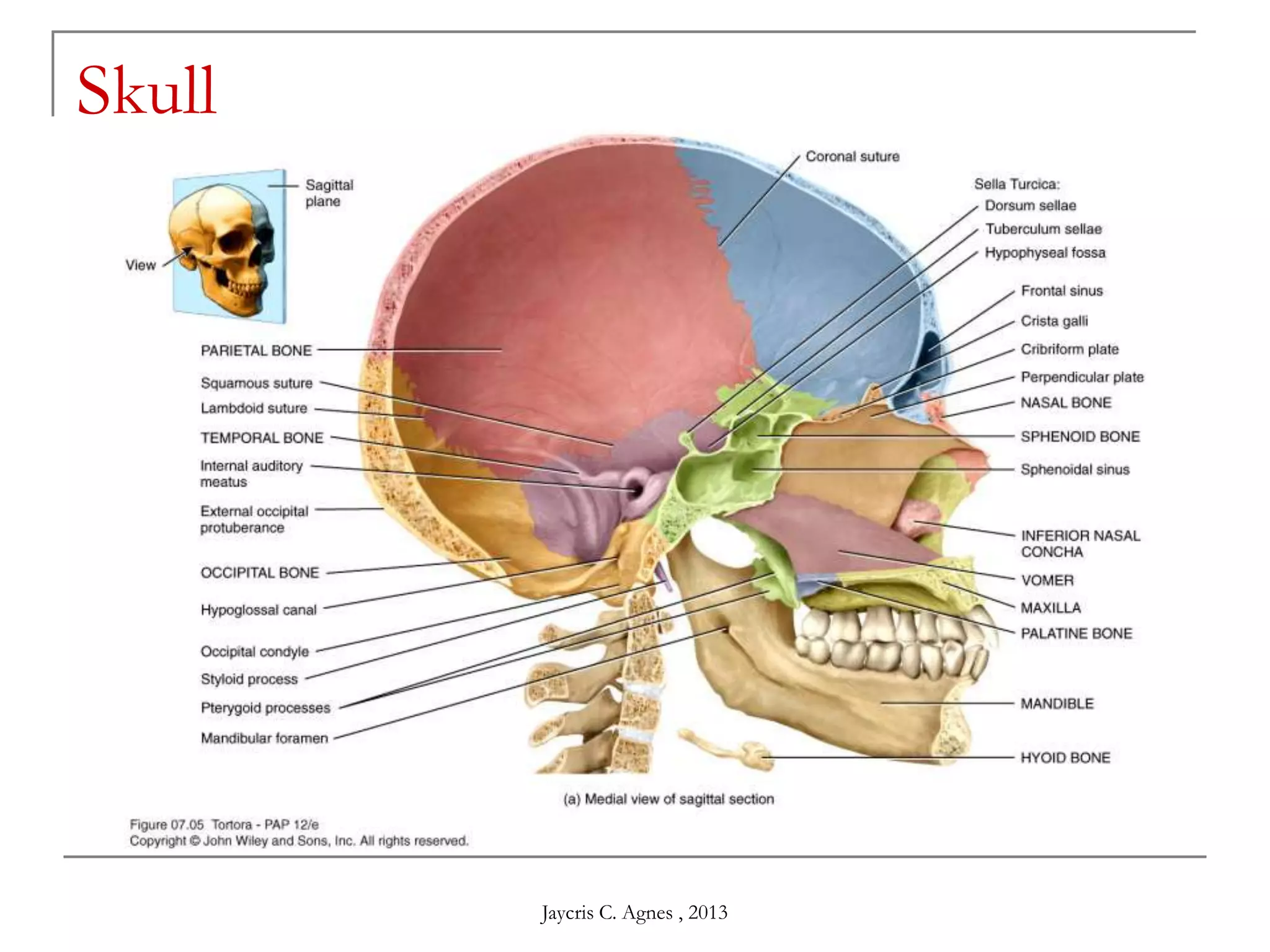 Skull
Jaycris C. Agnes , 2013
 