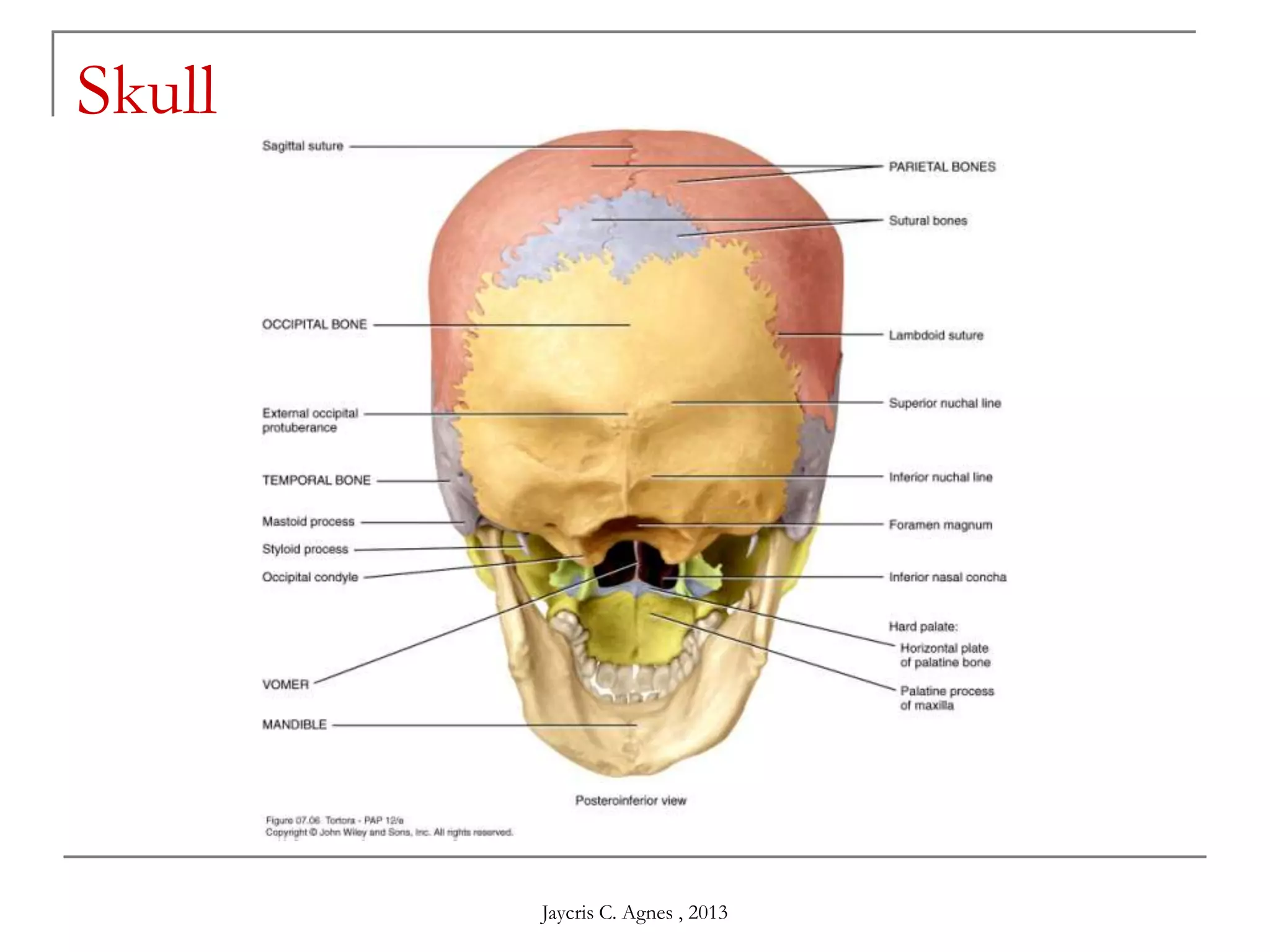 Skull
Jaycris C. Agnes , 2013
 