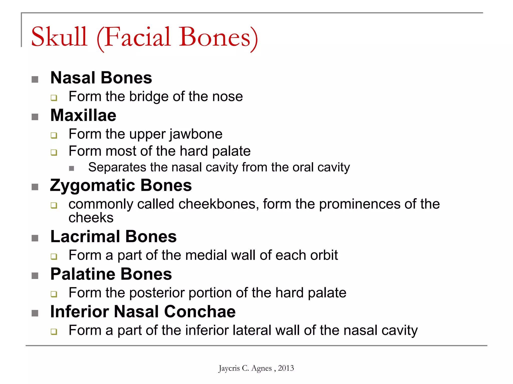 Skull (Facial Bones)
 Nasal Bones
 Form the bridge of the nose
 Maxillae
 Form the upper jawbone
 Form most of the hard palate
 Separates the nasal cavity from the oral cavity
 Zygomatic Bones
 commonly called cheekbones, form the prominences of the
cheeks
 Lacrimal Bones
 Form a part of the medial wall of each orbit
 Palatine Bones
 Form the posterior portion of the hard palate
 Inferior Nasal Conchae
 Form a part of the inferior lateral wall of the nasal cavity
Jaycris C. Agnes , 2013
 