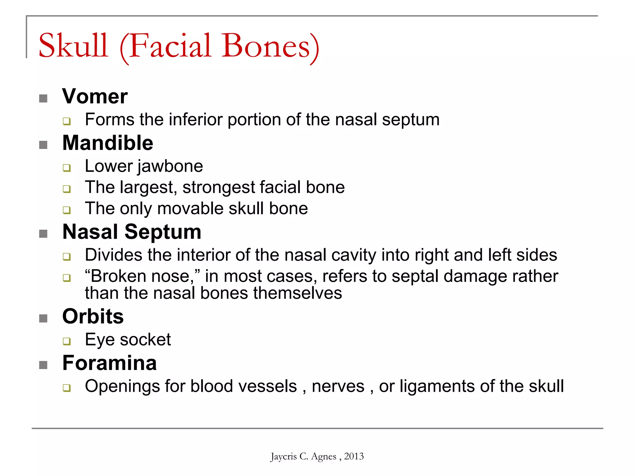 Skull (Facial Bones)
 Vomer
 Forms the inferior portion of the nasal septum
 Mandible
 Lower jawbone
 The largest, strongest facial bone
 The only movable skull bone
 Nasal Septum
 Divides the interior of the nasal cavity into right and left sides
 ―Broken nose,‖ in most cases, refers to septal damage rather
than the nasal bones themselves
 Orbits
 Eye socket
 Foramina
 Openings for blood vessels , nerves , or ligaments of the skull
Jaycris C. Agnes , 2013
 