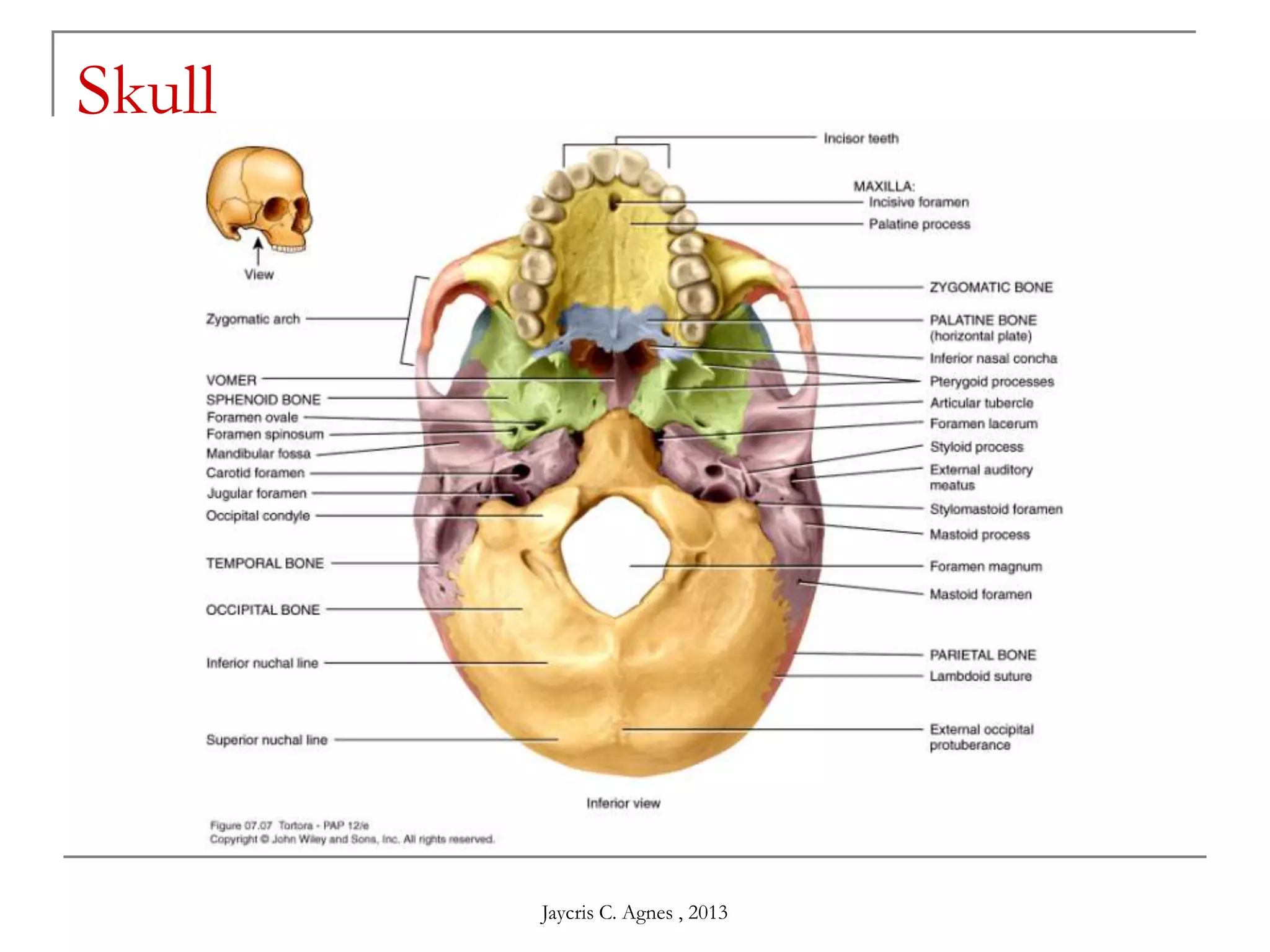 Skull
Jaycris C. Agnes , 2013
 