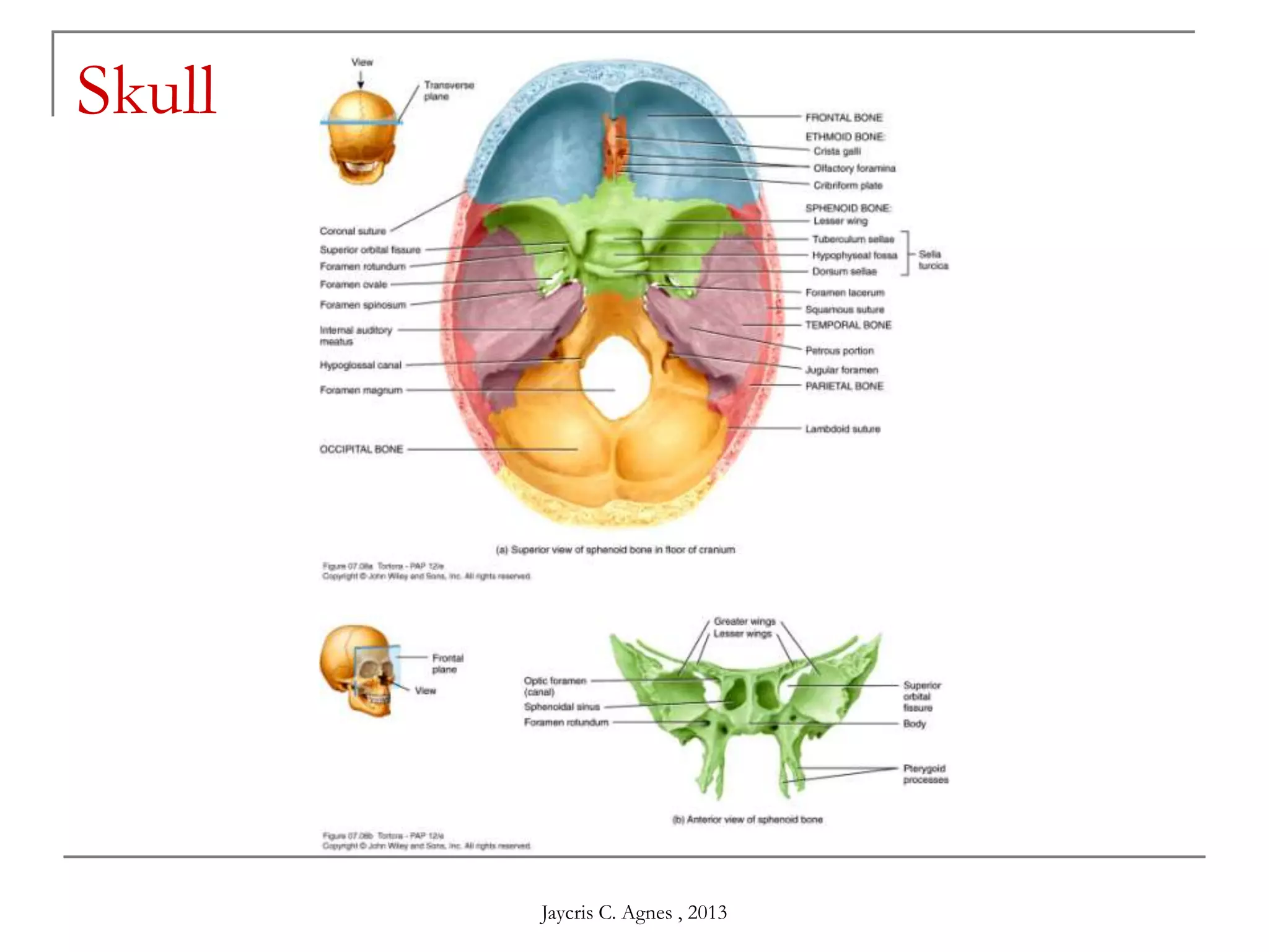 Skull
Jaycris C. Agnes , 2013
 