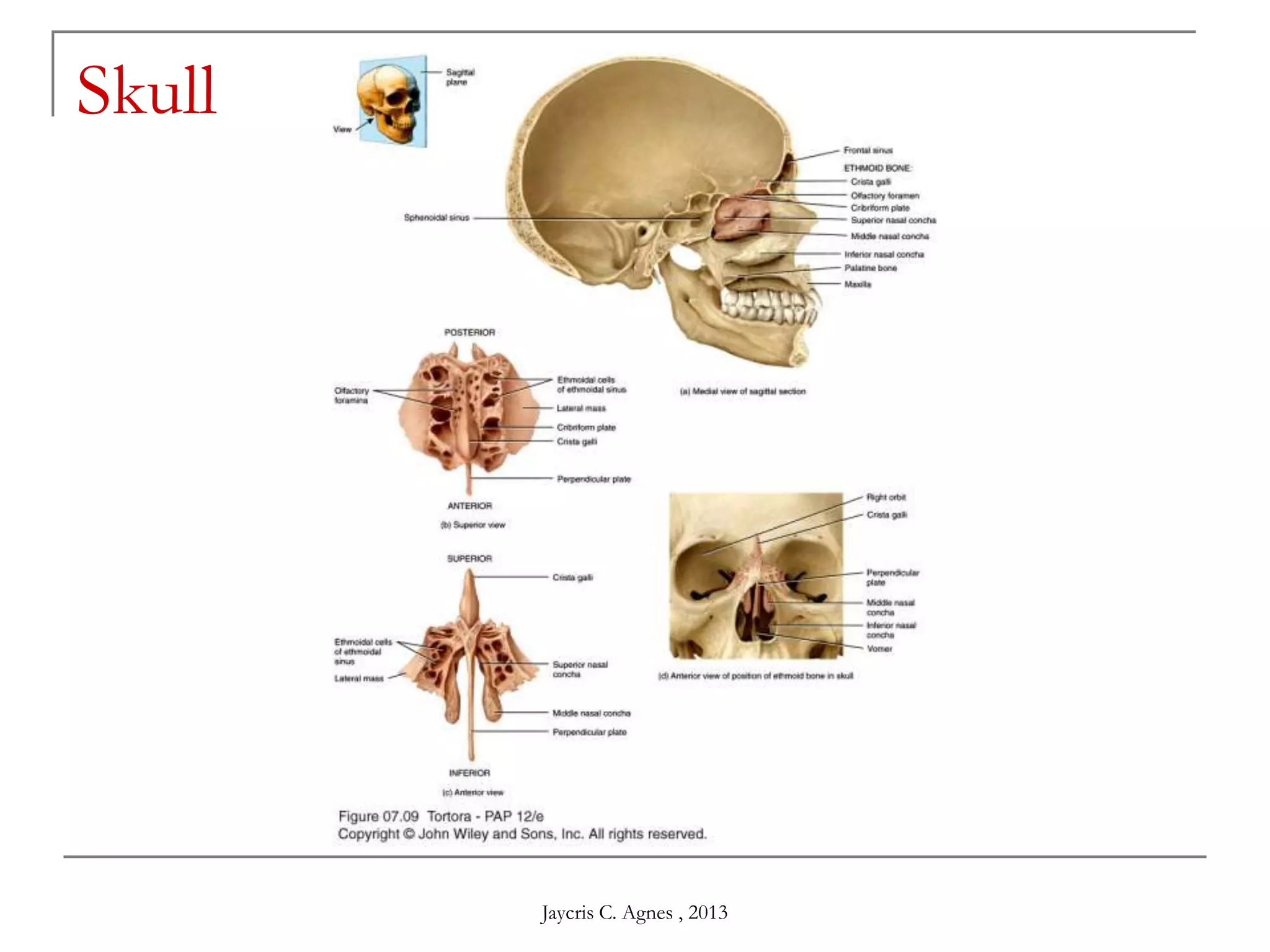 Skull
Jaycris C. Agnes , 2013
 