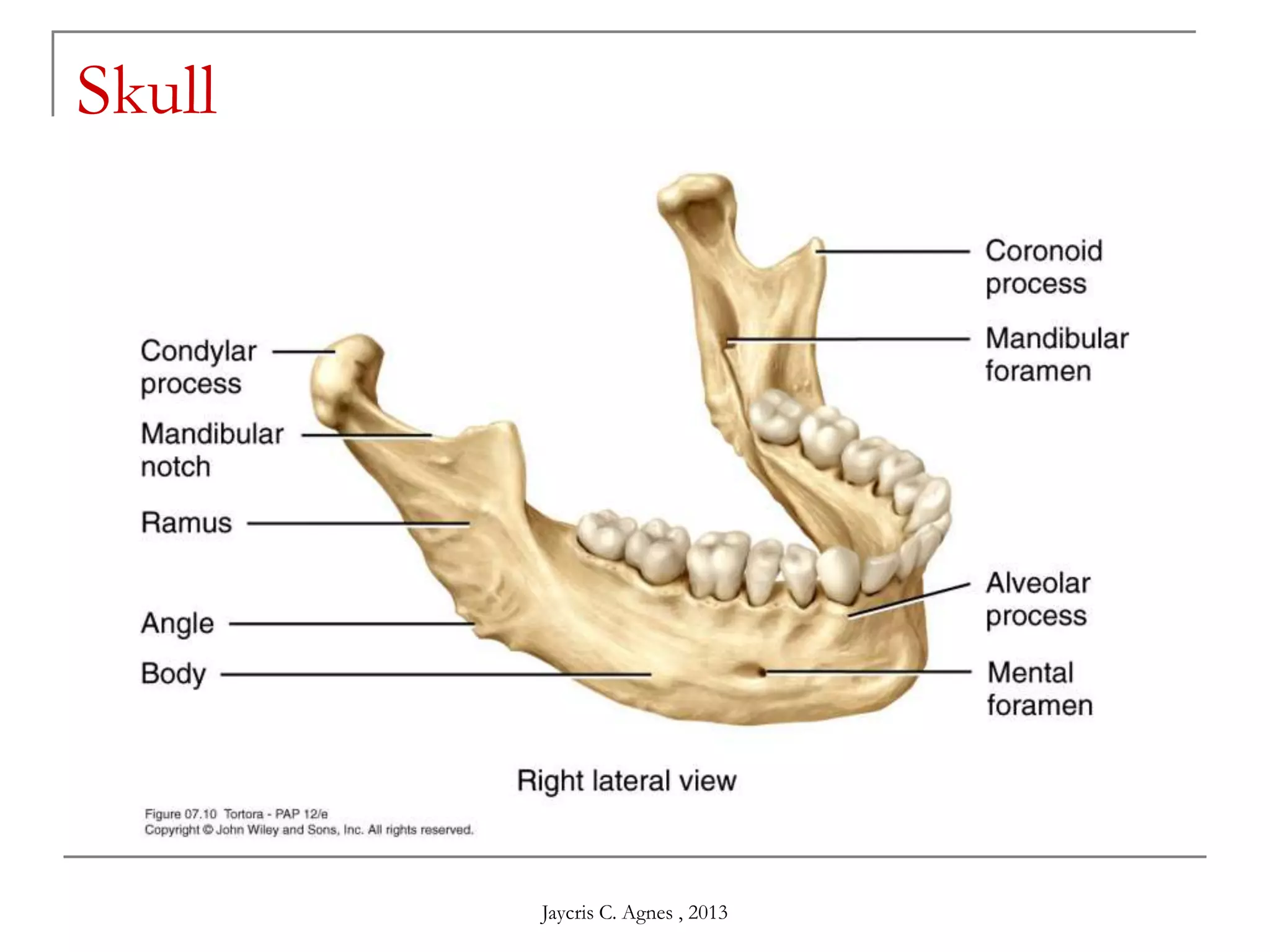 Skull
Jaycris C. Agnes , 2013
 