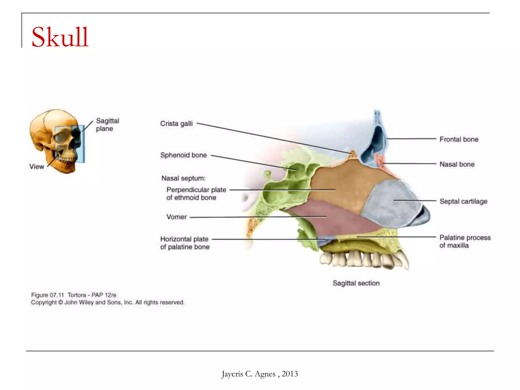Skull
Jaycris C. Agnes , 2013
 