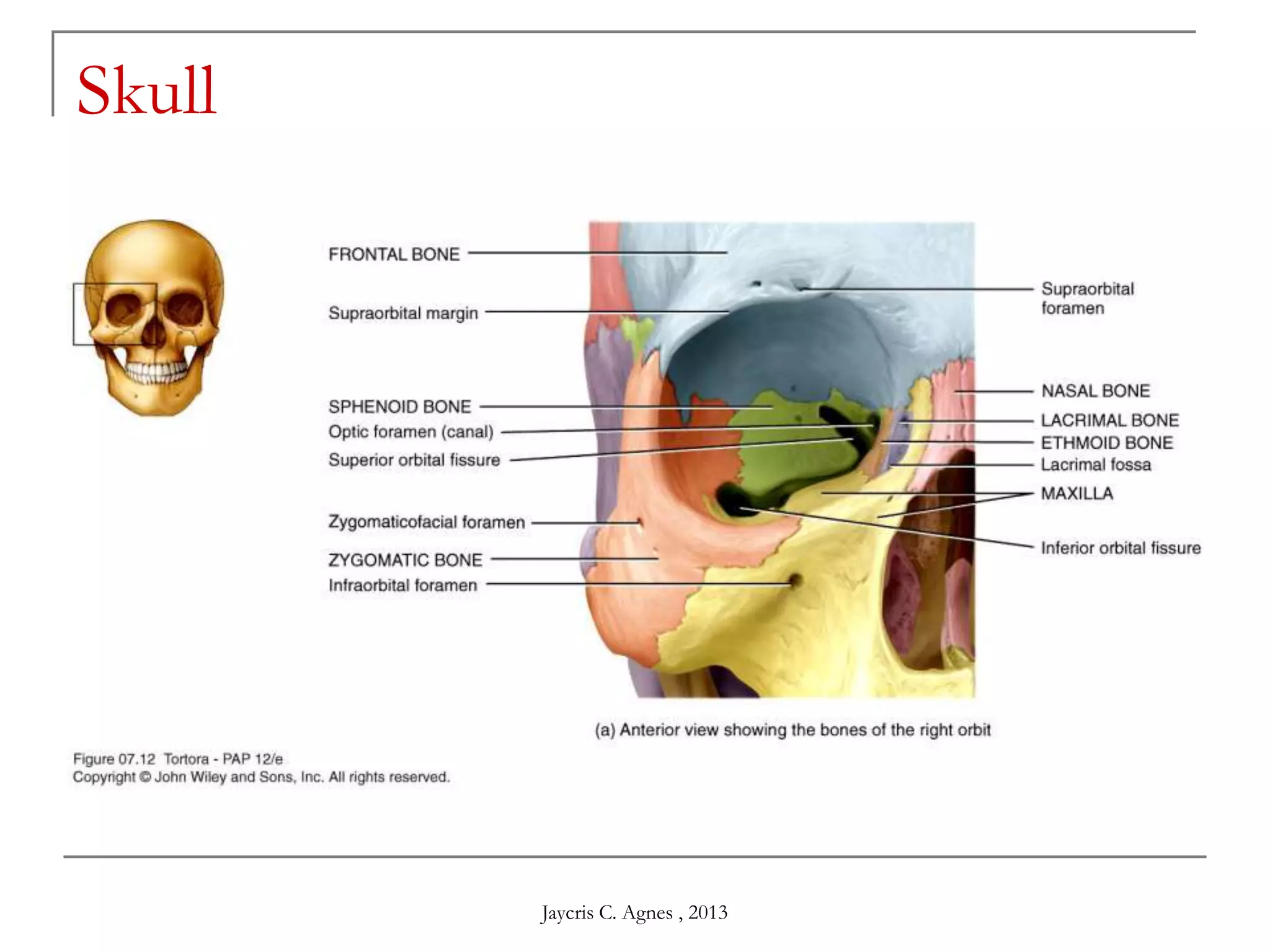 Skull
Jaycris C. Agnes , 2013
 
