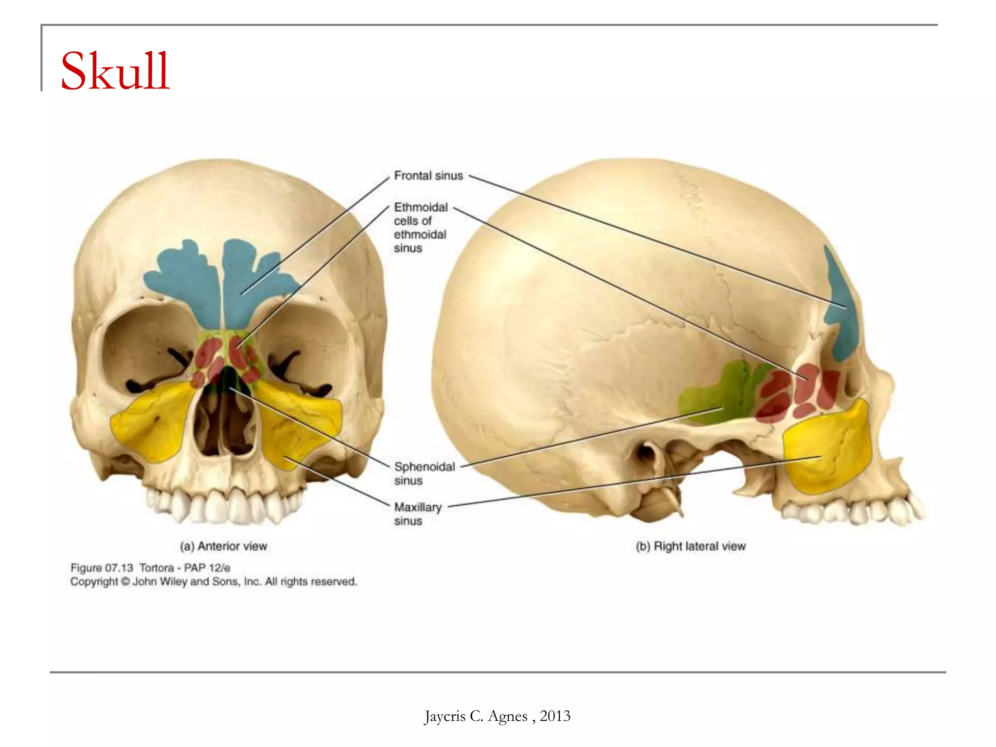 Skull
Jaycris C. Agnes , 2013
 