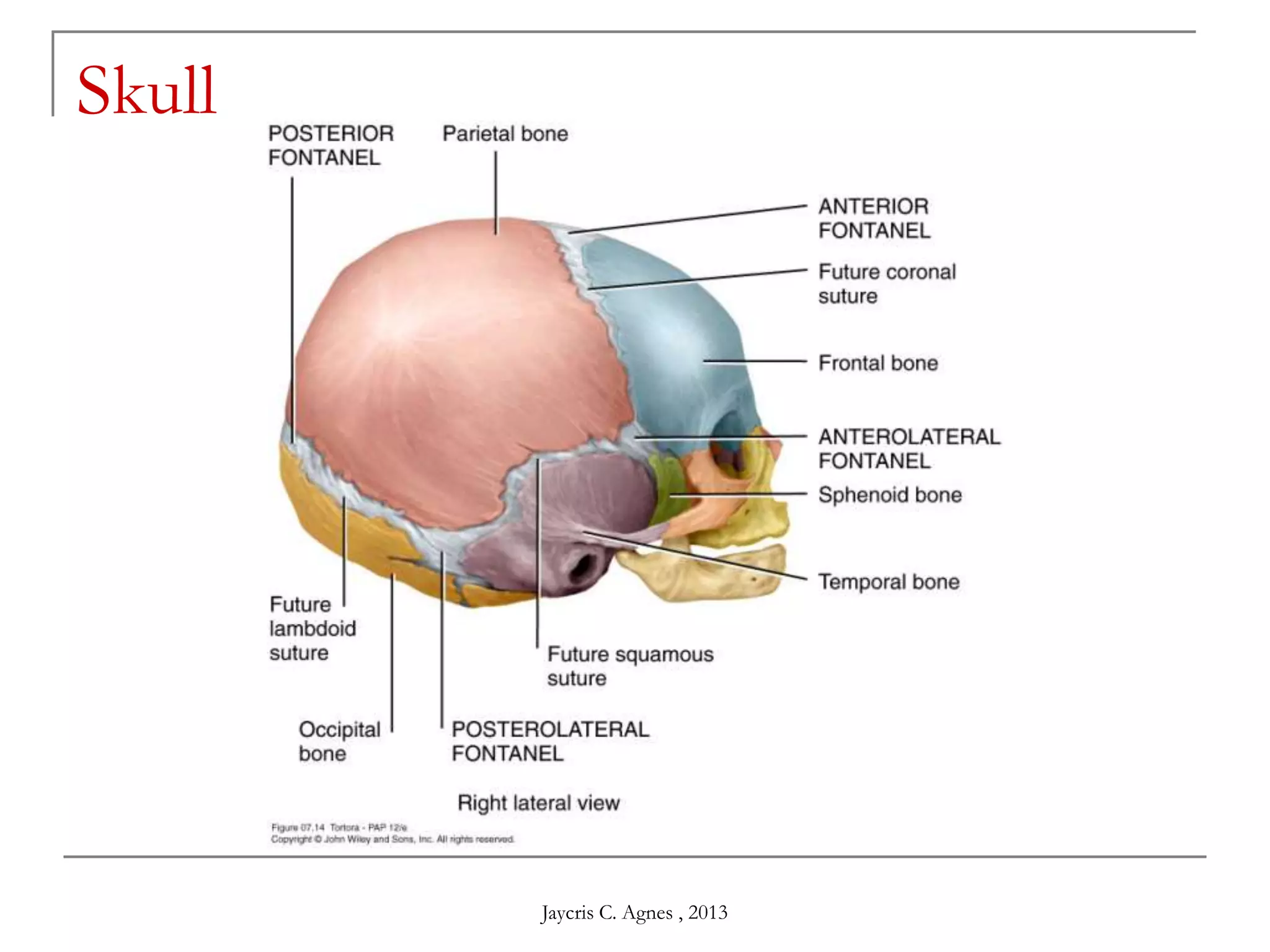 Skull
Jaycris C. Agnes , 2013
 