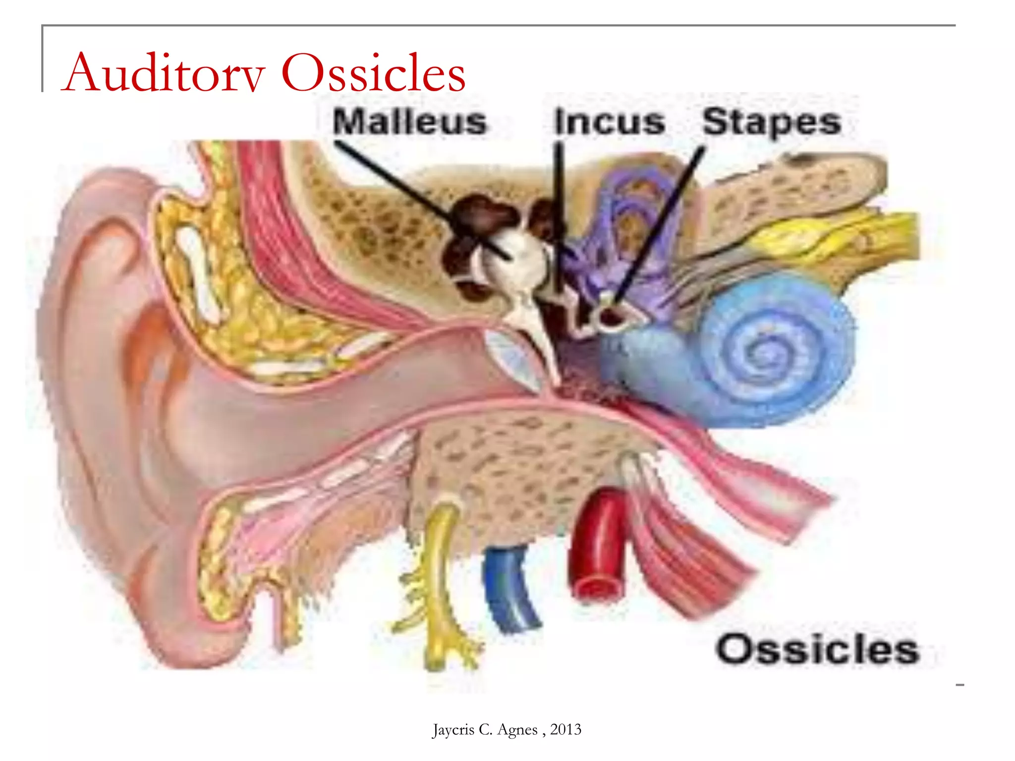 Auditory Ossicles
Jaycris C. Agnes , 2013
 