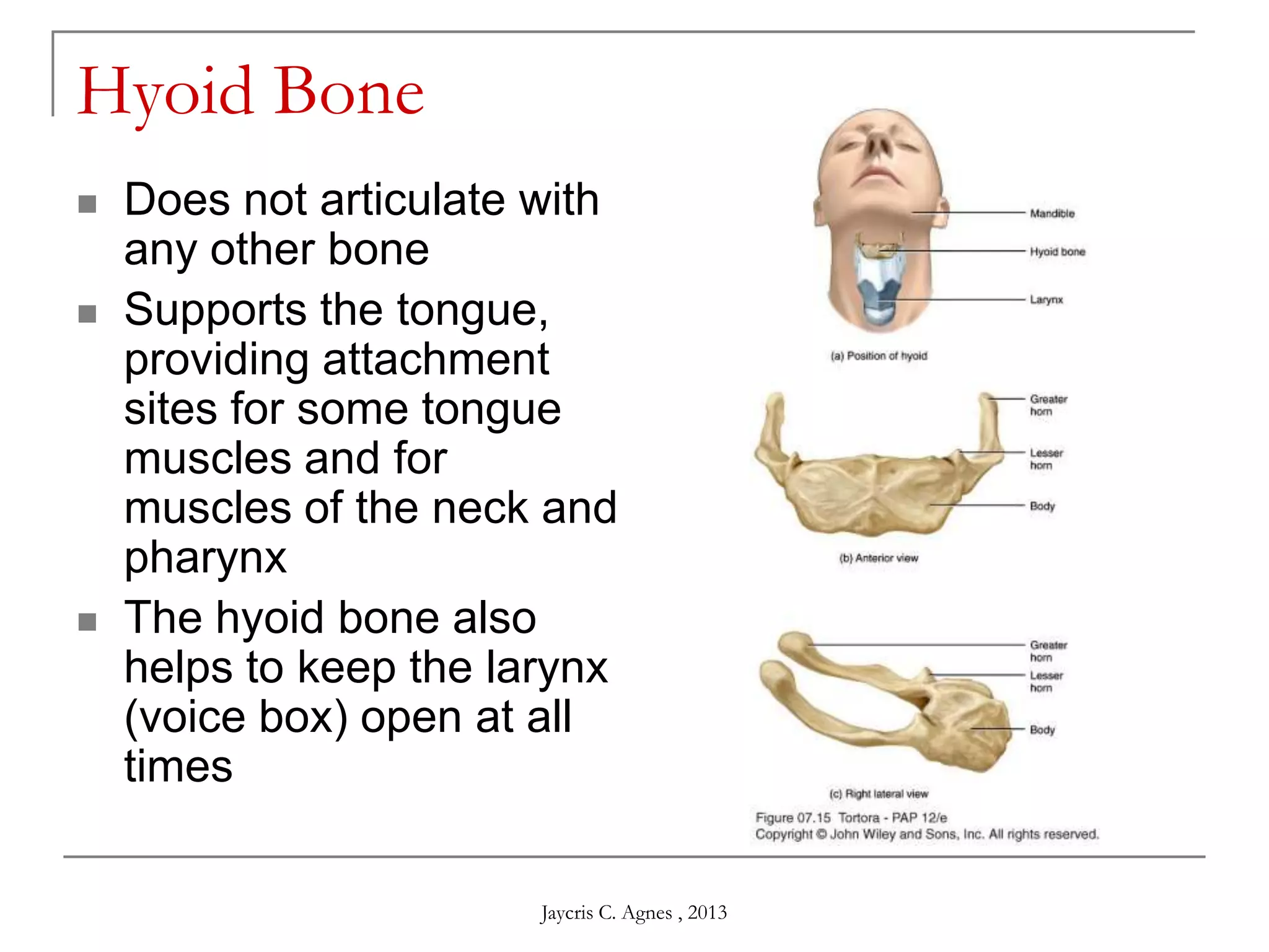Hyoid Bone
 Does not articulate with
any other bone
 Supports the tongue,
providing attachment
sites for some tongue
muscles and for
muscles of the neck and
pharynx
 The hyoid bone also
helps to keep the larynx
(voice box) open at all
times
Jaycris C. Agnes , 2013
 
