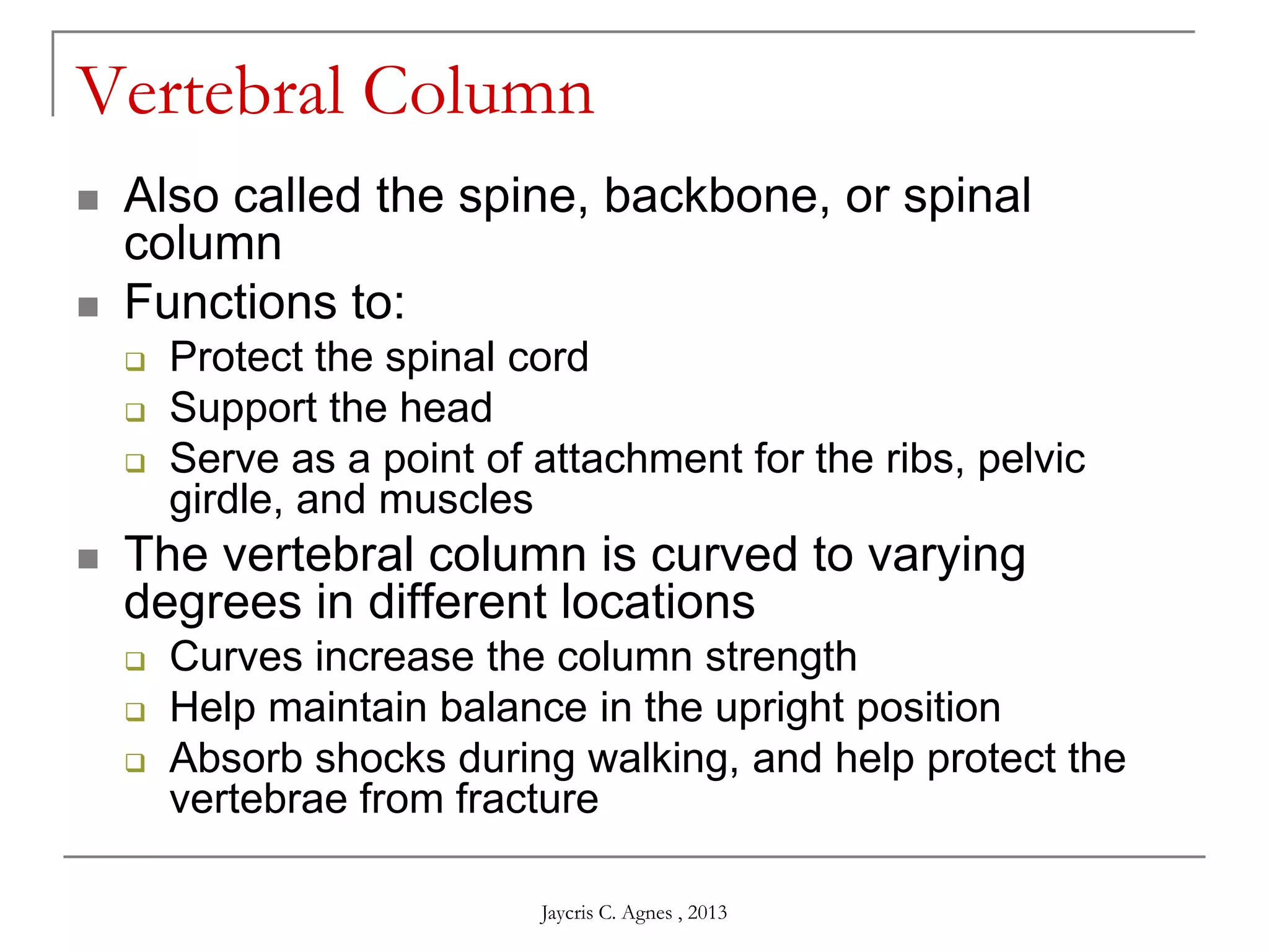 Vertebral Column
 Also called the spine, backbone, or spinal
column
 Functions to:
 Protect the spinal cord
 Support the head
 Serve as a point of attachment for the ribs, pelvic
girdle, and muscles
 The vertebral column is curved to varying
degrees in different locations
 Curves increase the column strength
 Help maintain balance in the upright position
 Absorb shocks during walking, and help protect the
vertebrae from fracture
Jaycris C. Agnes , 2013
 