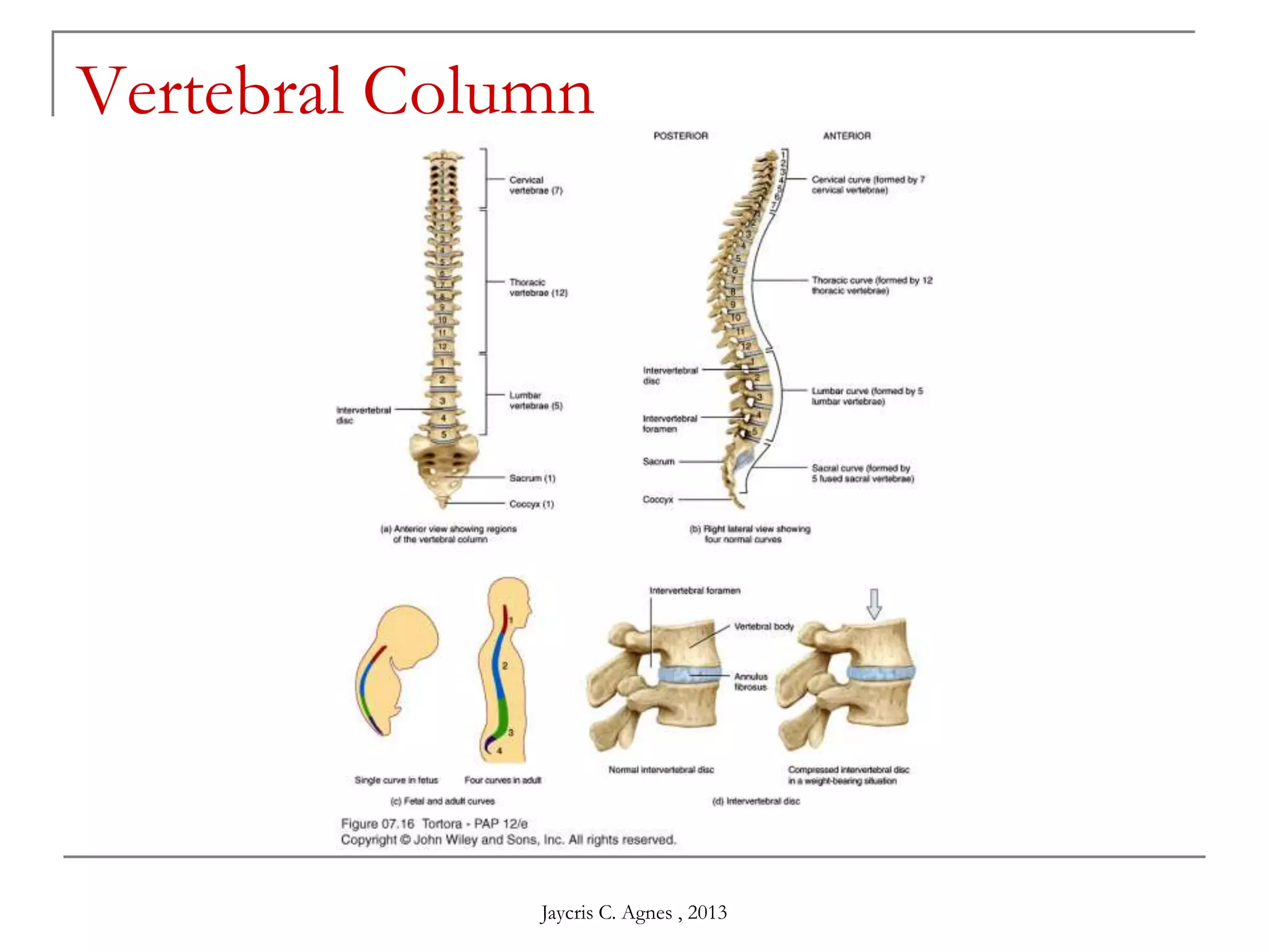 Vertebral Column
Jaycris C. Agnes , 2013
 