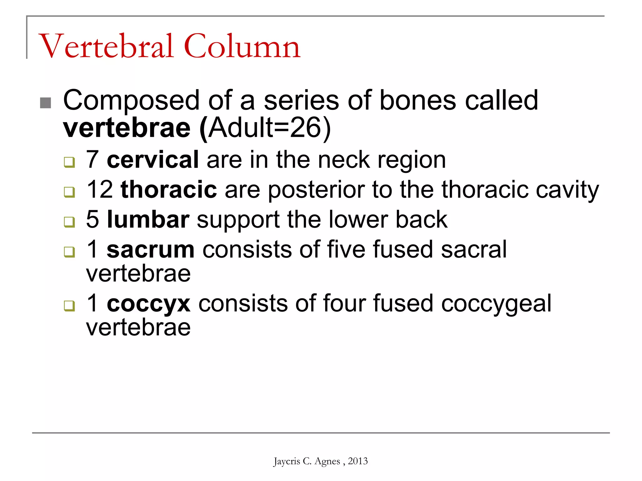Vertebral Column
 Composed of a series of bones called
vertebrae (Adult=26)
 7 cervical are in the neck region
 12 thoracic are posterior to the thoracic cavity
 5 lumbar support the lower back
 1 sacrum consists of five fused sacral
vertebrae
 1 coccyx consists of four fused coccygeal
vertebrae
Jaycris C. Agnes , 2013
 
