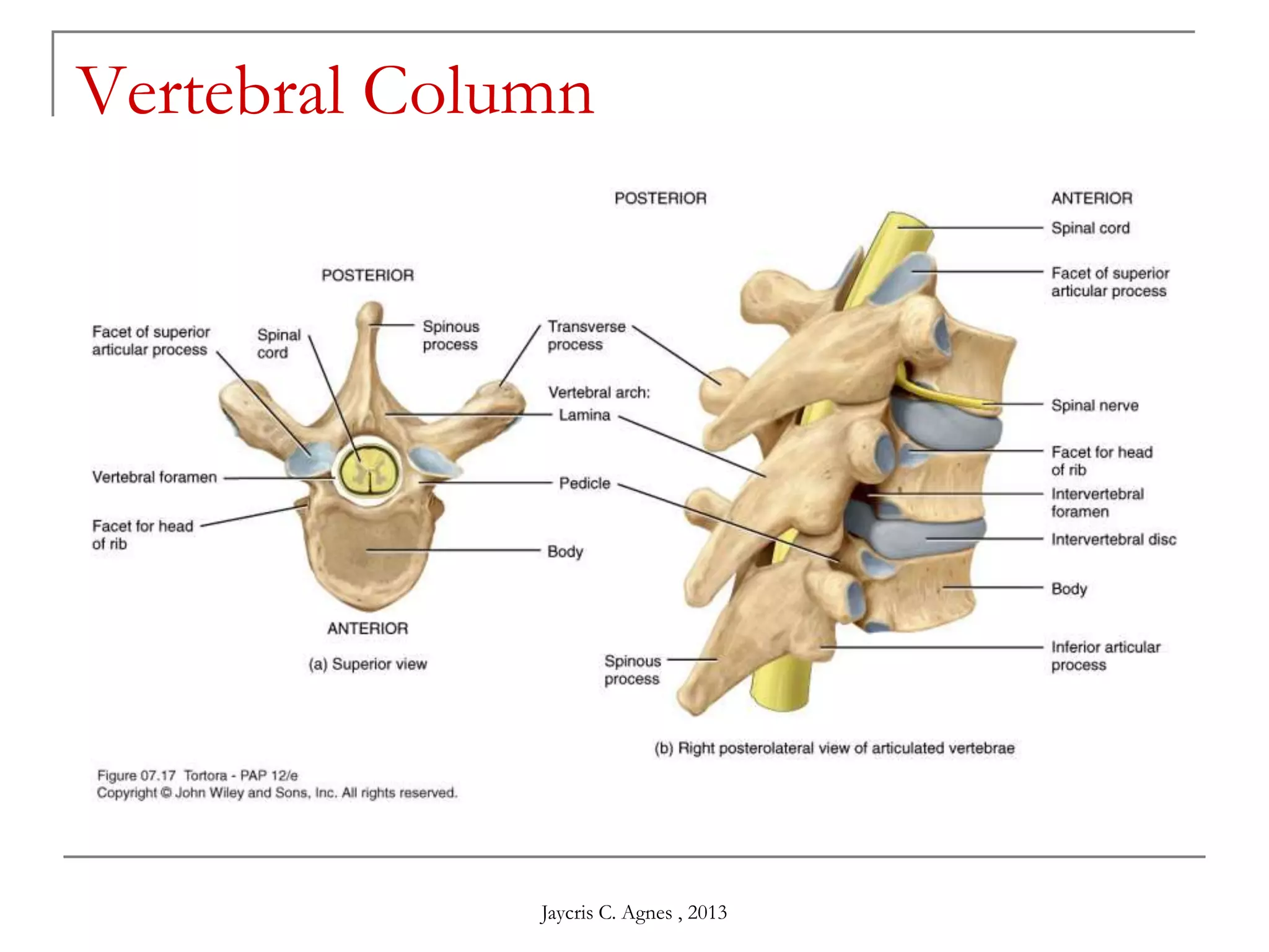 Vertebral Column
Jaycris C. Agnes , 2013
 