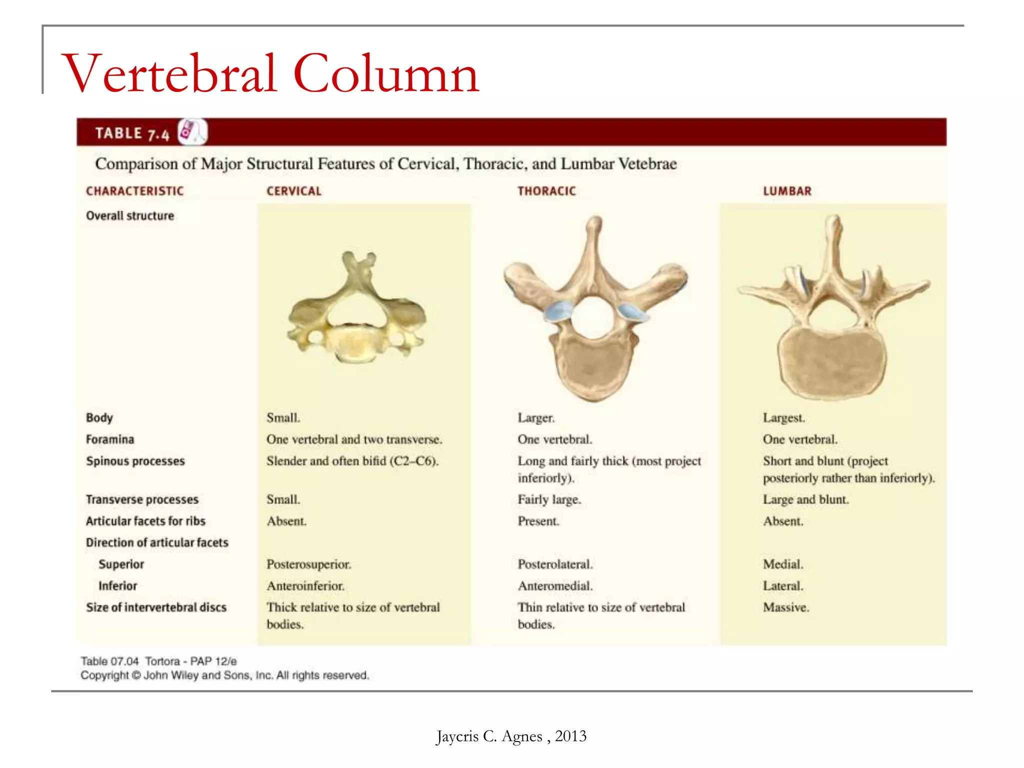 Vertebral Column
Jaycris C. Agnes , 2013
 