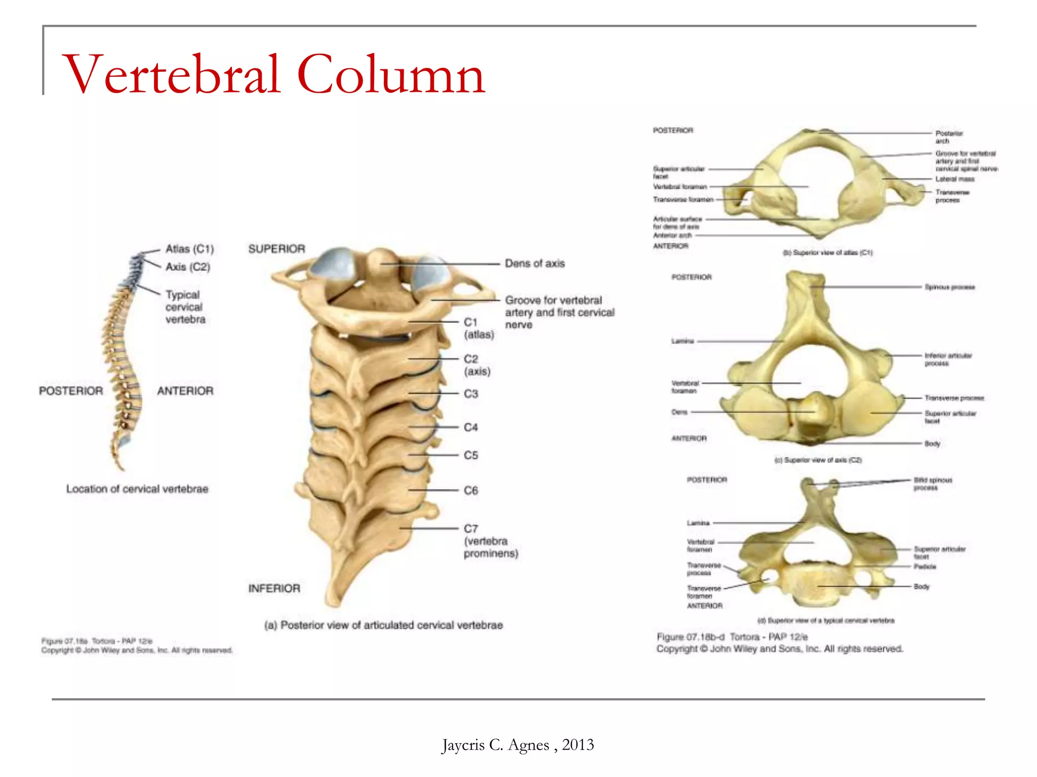 Vertebral Column
Jaycris C. Agnes , 2013
 