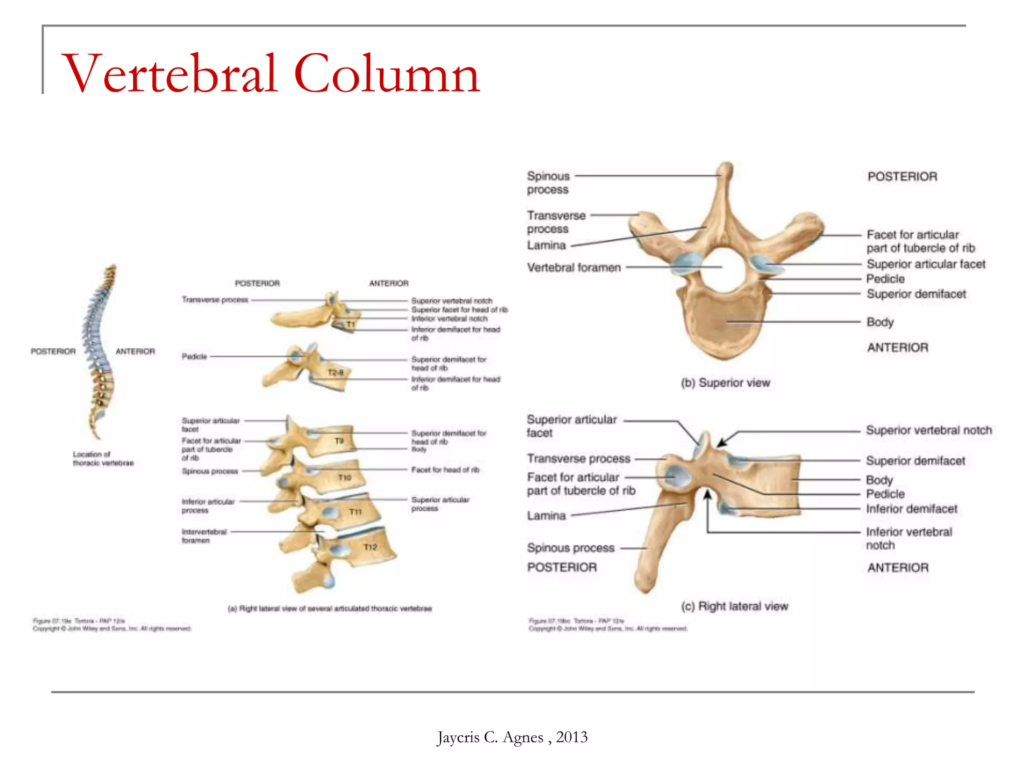 Vertebral Column
Jaycris C. Agnes , 2013
 