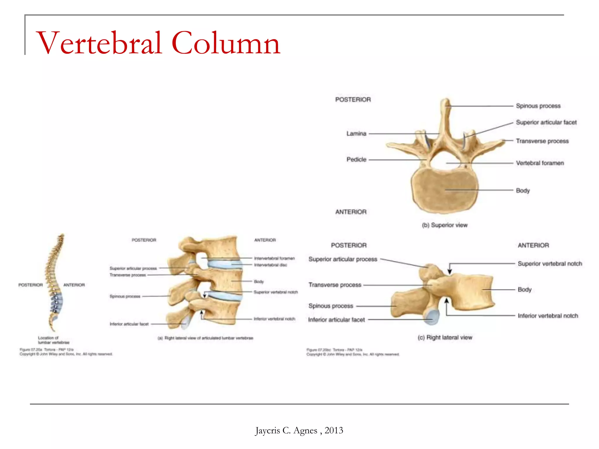 Vertebral Column
Jaycris C. Agnes , 2013
 
