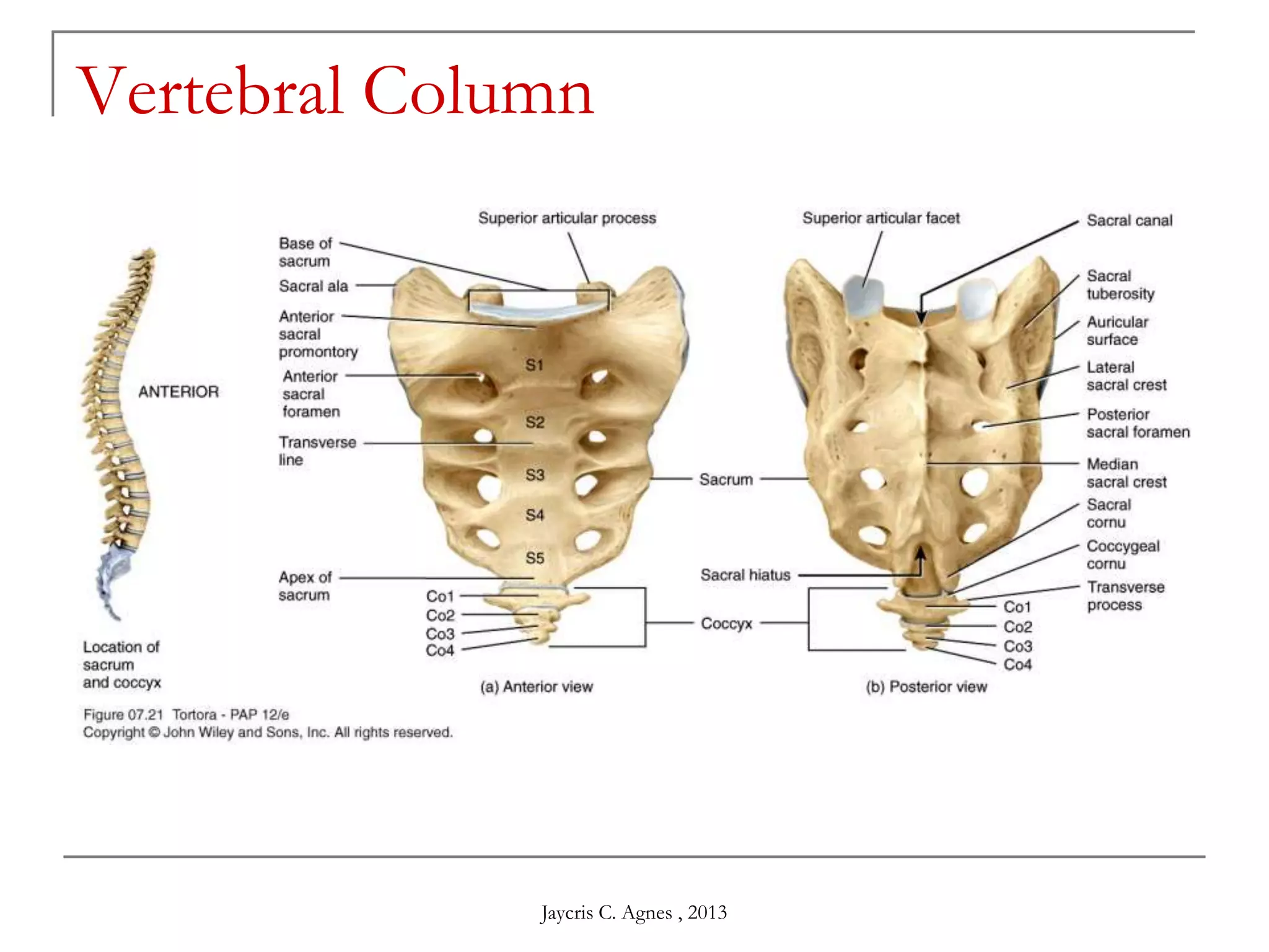 Vertebral Column
Jaycris C. Agnes , 2013
 