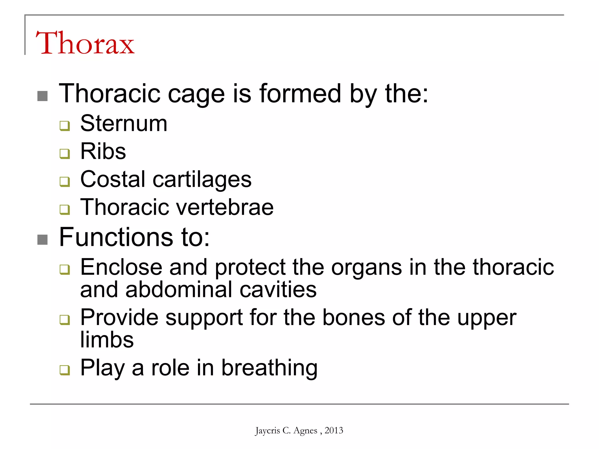 Thorax
 Thoracic cage is formed by the:
 Sternum
 Ribs
 Costal cartilages
 Thoracic vertebrae
 Functions to:
 Enclose and protect the organs in the thoracic
and abdominal cavities
 Provide support for the bones of the upper
limbs
 Play a role in breathing
Jaycris C. Agnes , 2013
 