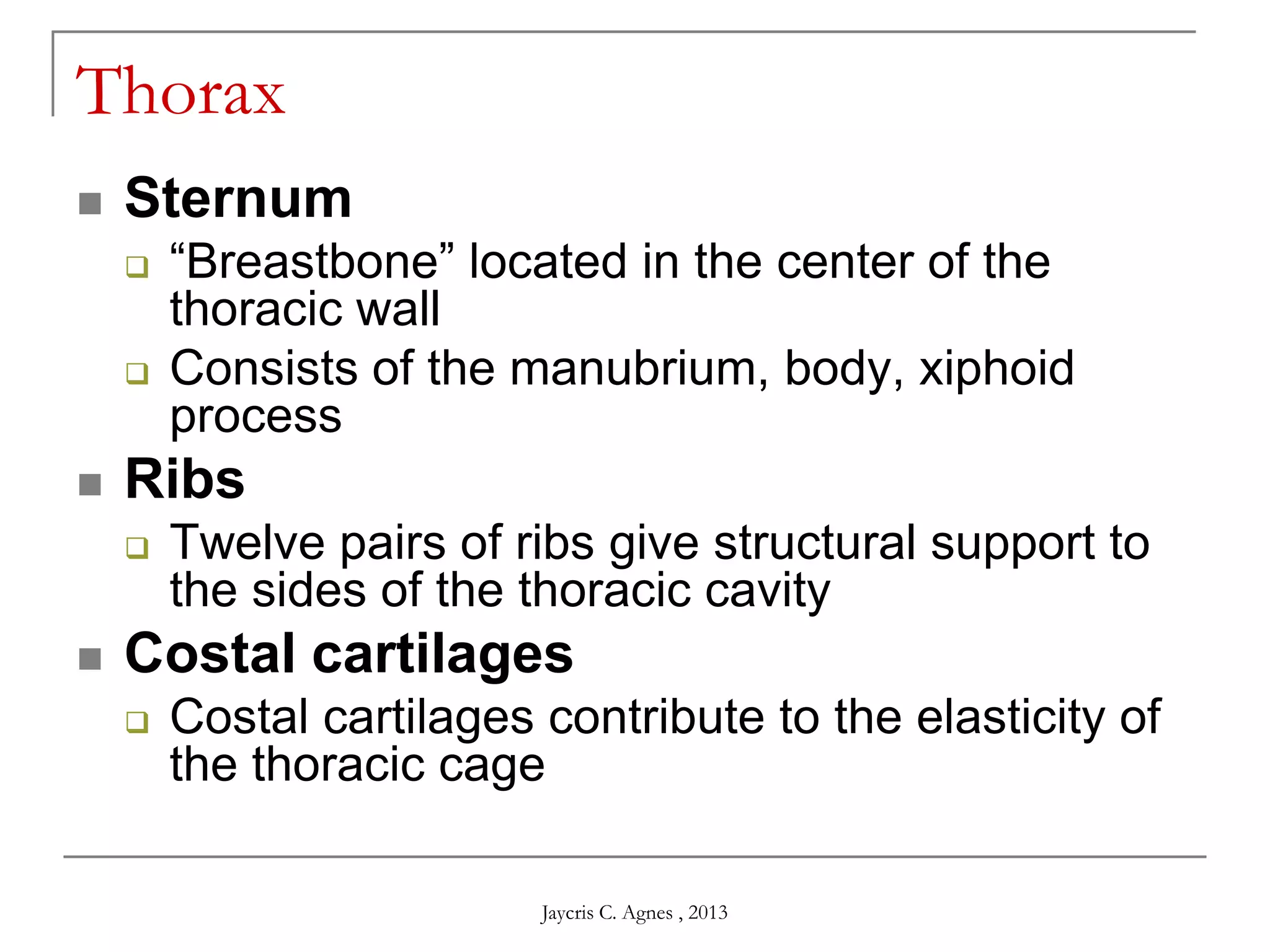 Thorax
 Sternum
 ―Breastbone‖ located in the center of the
thoracic wall
 Consists of the manubrium, body, xiphoid
process
 Ribs
 Twelve pairs of ribs give structural support to
the sides of the thoracic cavity
 Costal cartilages
 Costal cartilages contribute to the elasticity of
the thoracic cage
Jaycris C. Agnes , 2013
 
