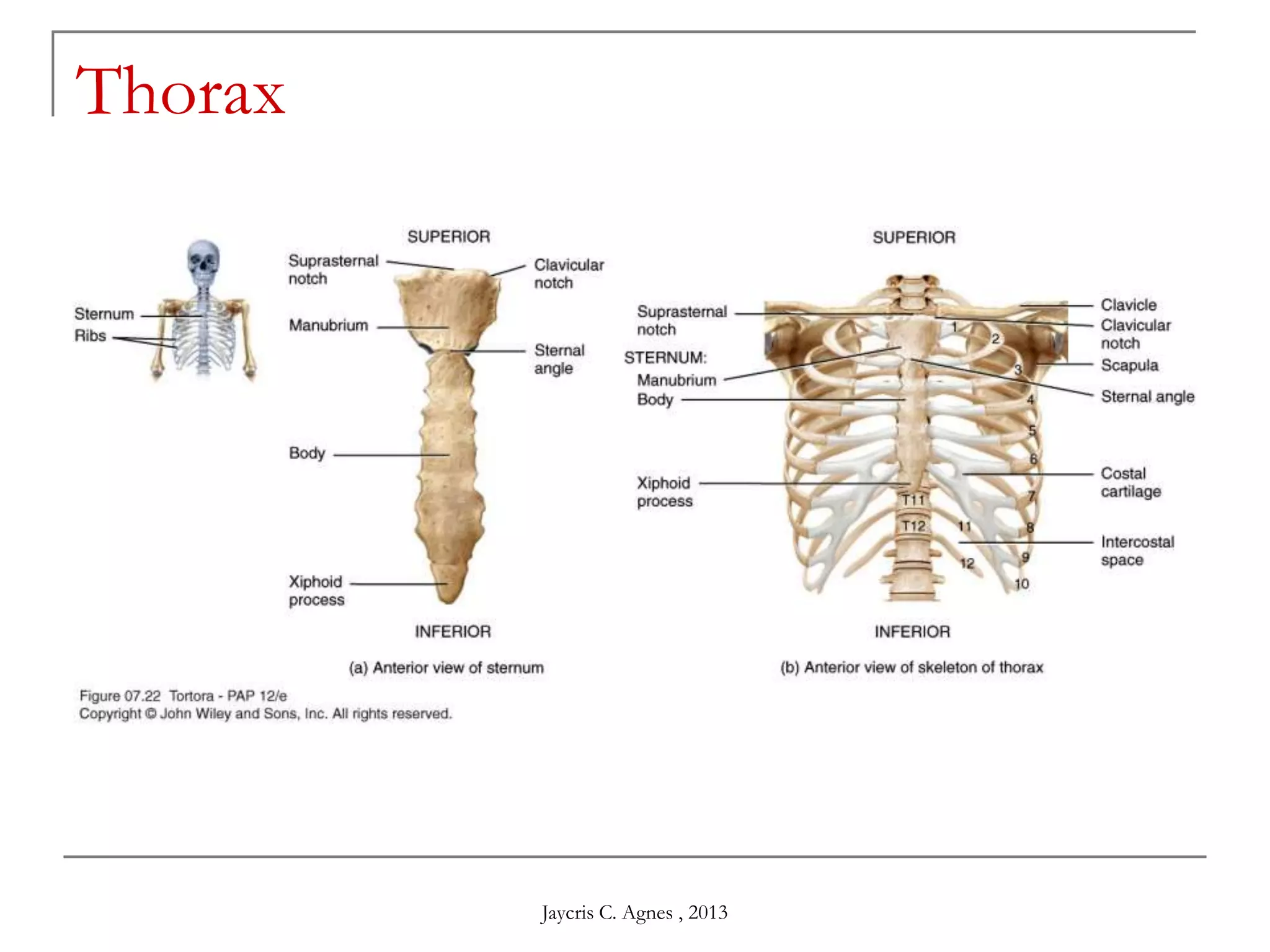 Thorax
Jaycris C. Agnes , 2013
 