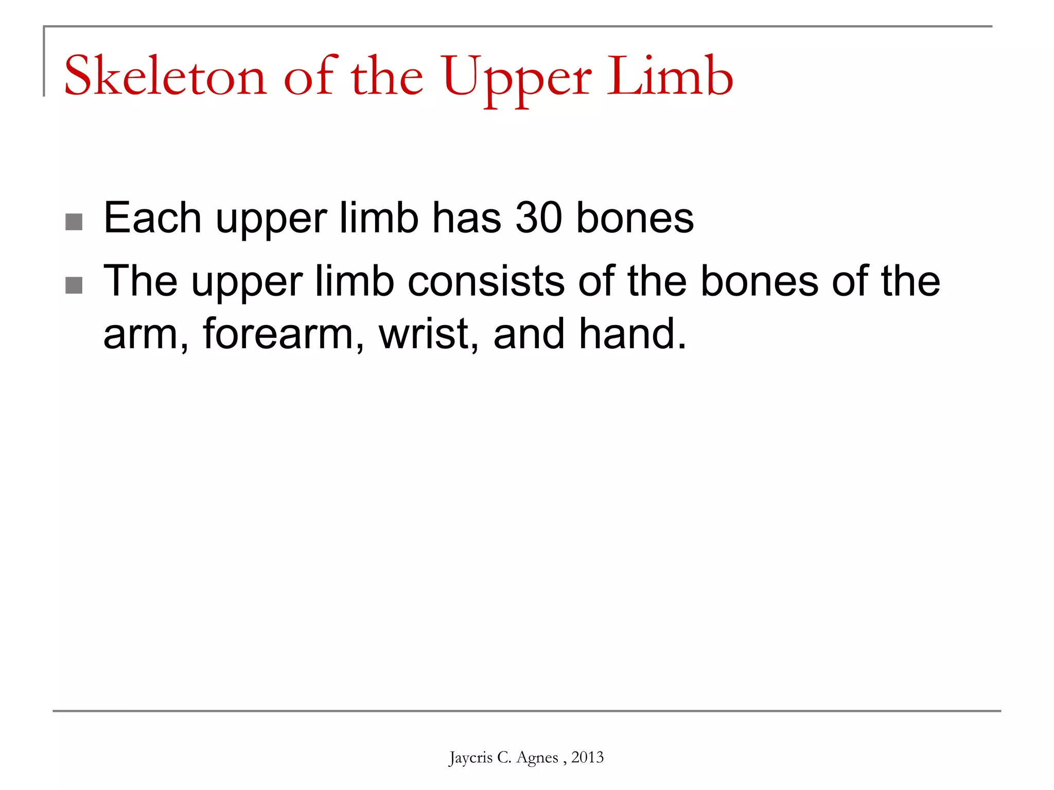 Skeleton of the Upper Limb
 Each upper limb has 30 bones
 The upper limb consists of the bones of the
arm, forearm, wrist, and hand.
Jaycris C. Agnes , 2013
 