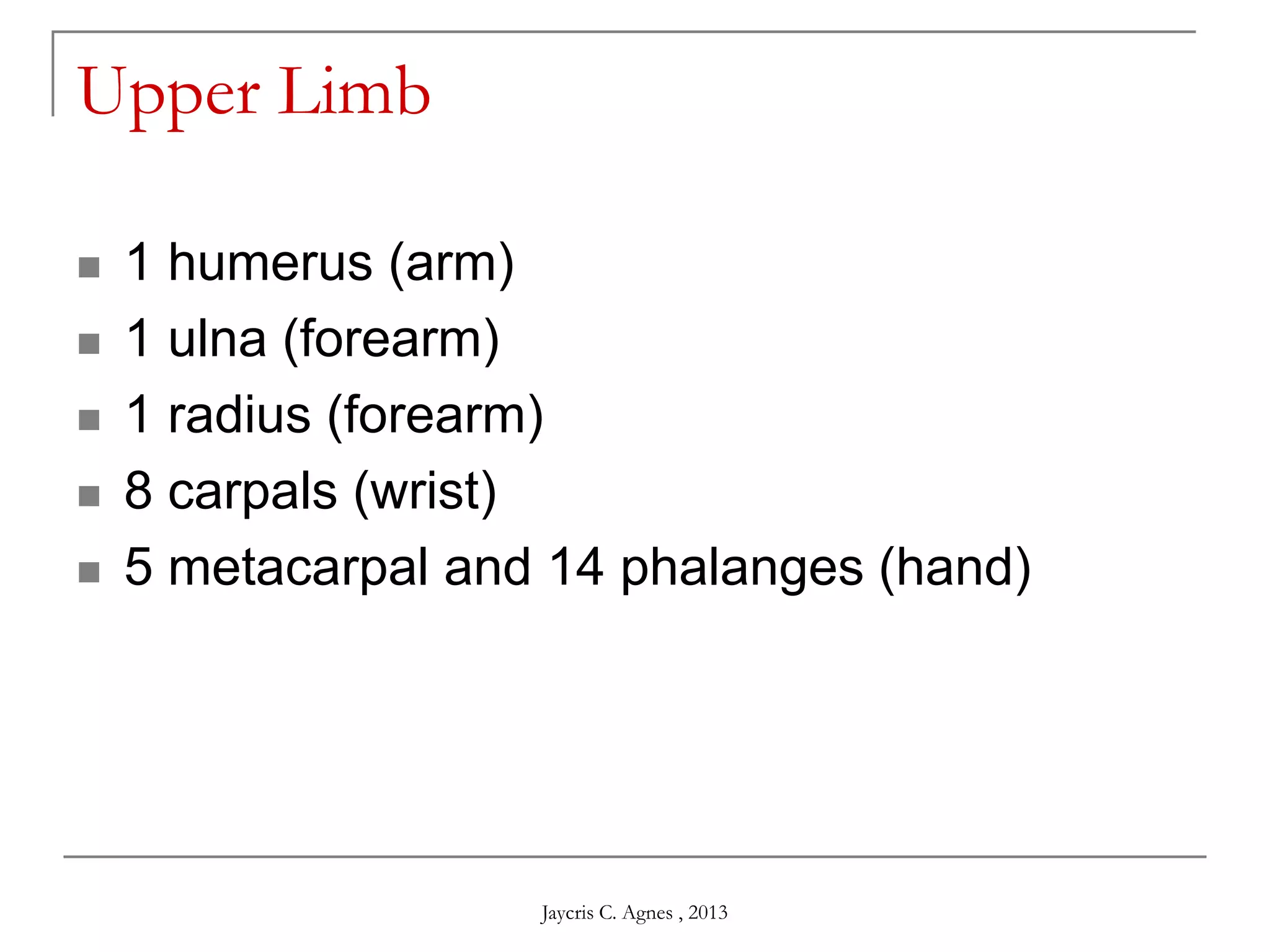 Upper Limb
 1 humerus (arm)
 1 ulna (forearm)
 1 radius (forearm)
 8 carpals (wrist)
 5 metacarpal and 14 phalanges (hand)
Jaycris C. Agnes , 2013
 