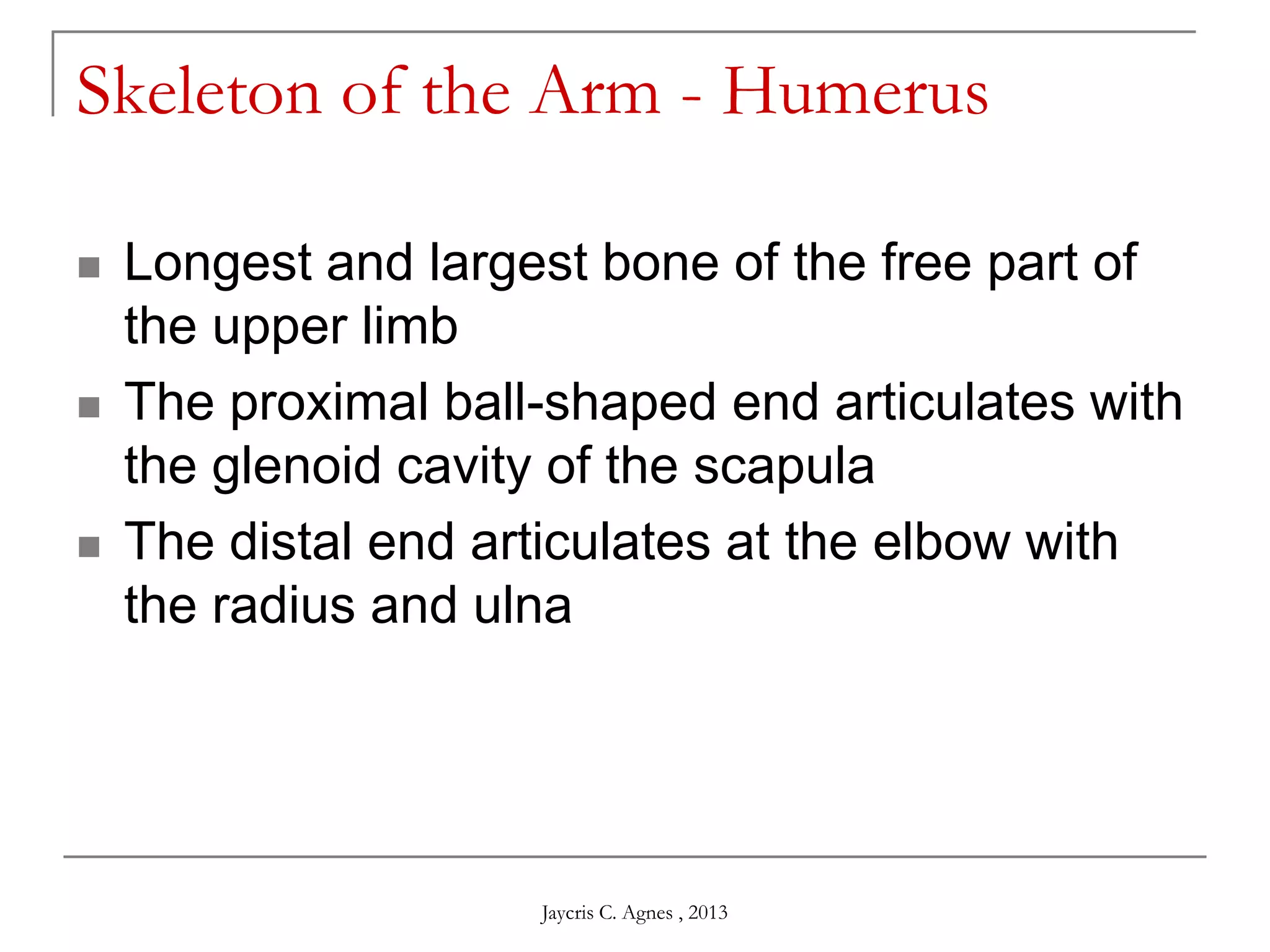 Skeleton of the Arm - Humerus
 Longest and largest bone of the free part of
the upper limb
 The proximal ball-shaped end articulates with
the glenoid cavity of the scapula
 The distal end articulates at the elbow with
the radius and ulna
Jaycris C. Agnes , 2013
 