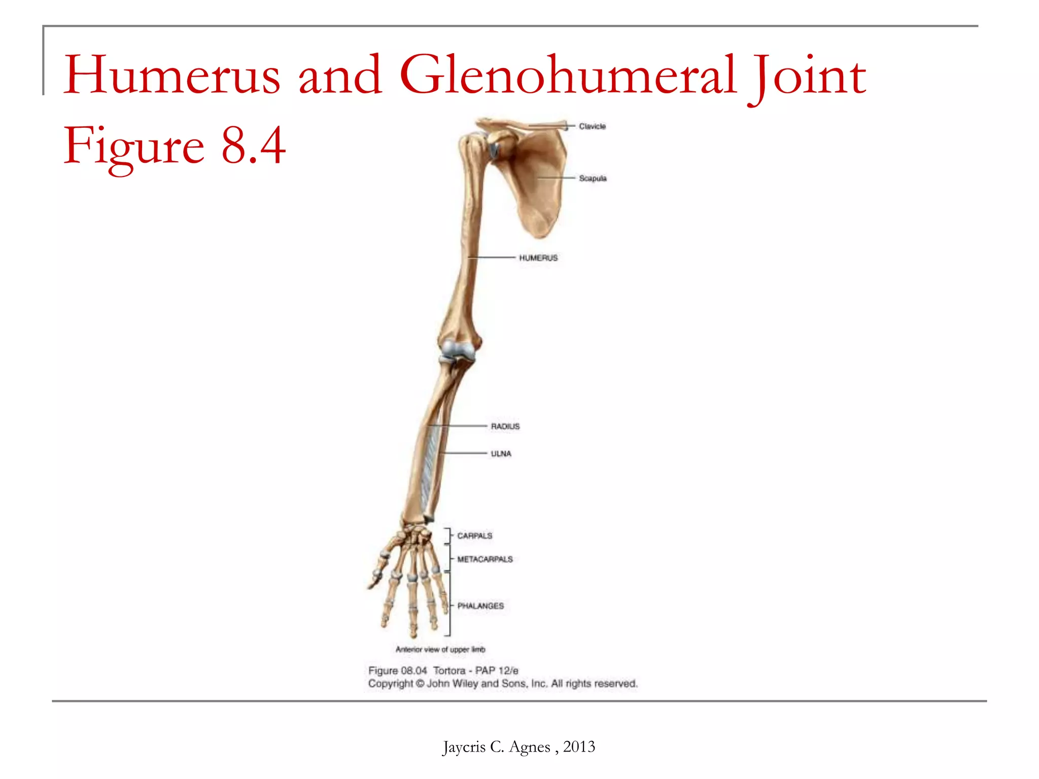 Humerus and Glenohumeral Joint
Figure 8.4
Jaycris C. Agnes , 2013
 