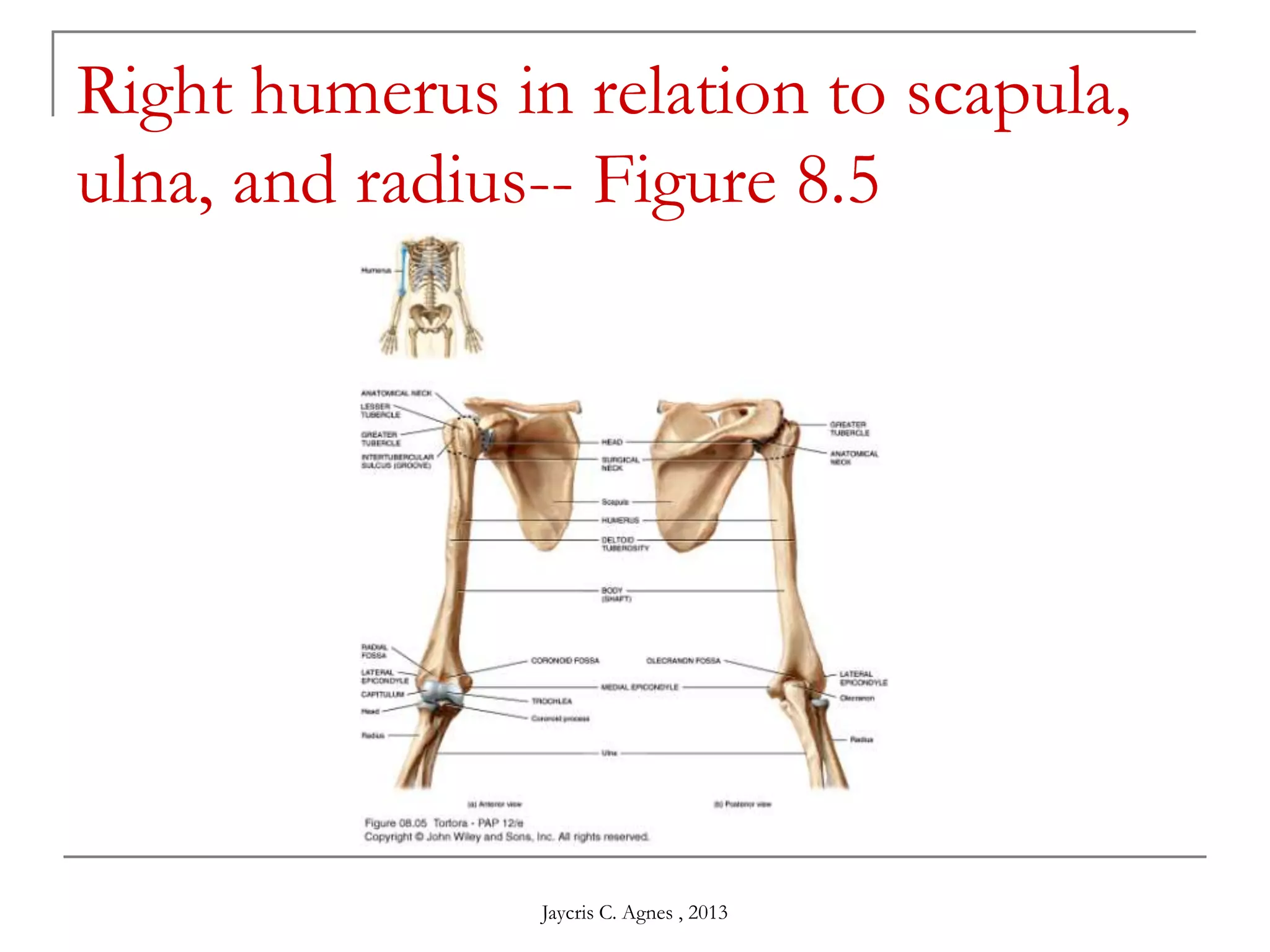 Right humerus in relation to scapula,
ulna, and radius-- Figure 8.5
Jaycris C. Agnes , 2013
 