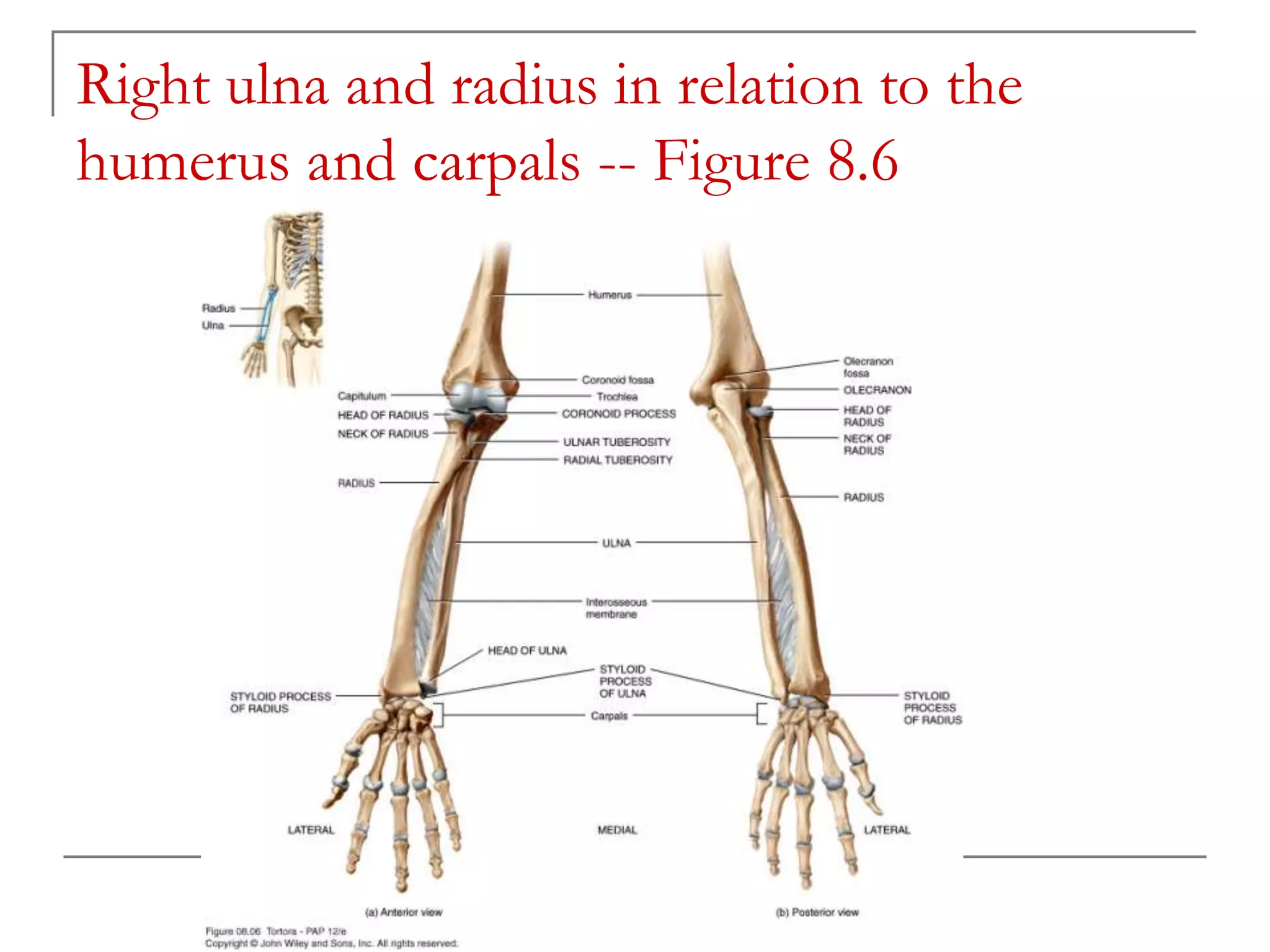 Jaycris C. Agnes , 2013
Right ulna and radius in relation to the
humerus and carpals -- Figure 8.6
 