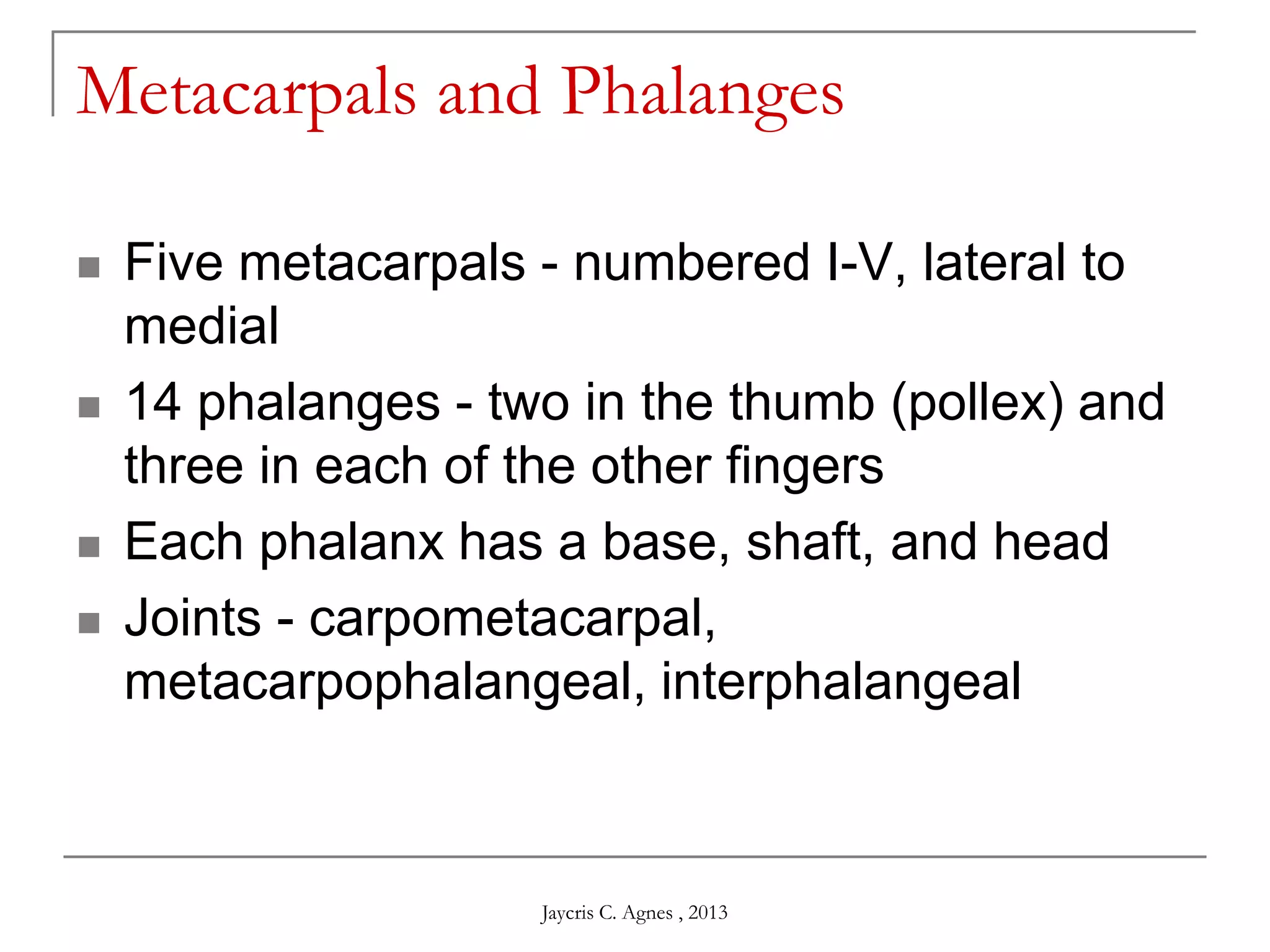 Metacarpals and Phalanges
 Five metacarpals - numbered I-V, lateral to
medial
 14 phalanges - two in the thumb (pollex) and
three in each of the other fingers
 Each phalanx has a base, shaft, and head
 Joints - carpometacarpal,
metacarpophalangeal, interphalangeal
Jaycris C. Agnes , 2013
 