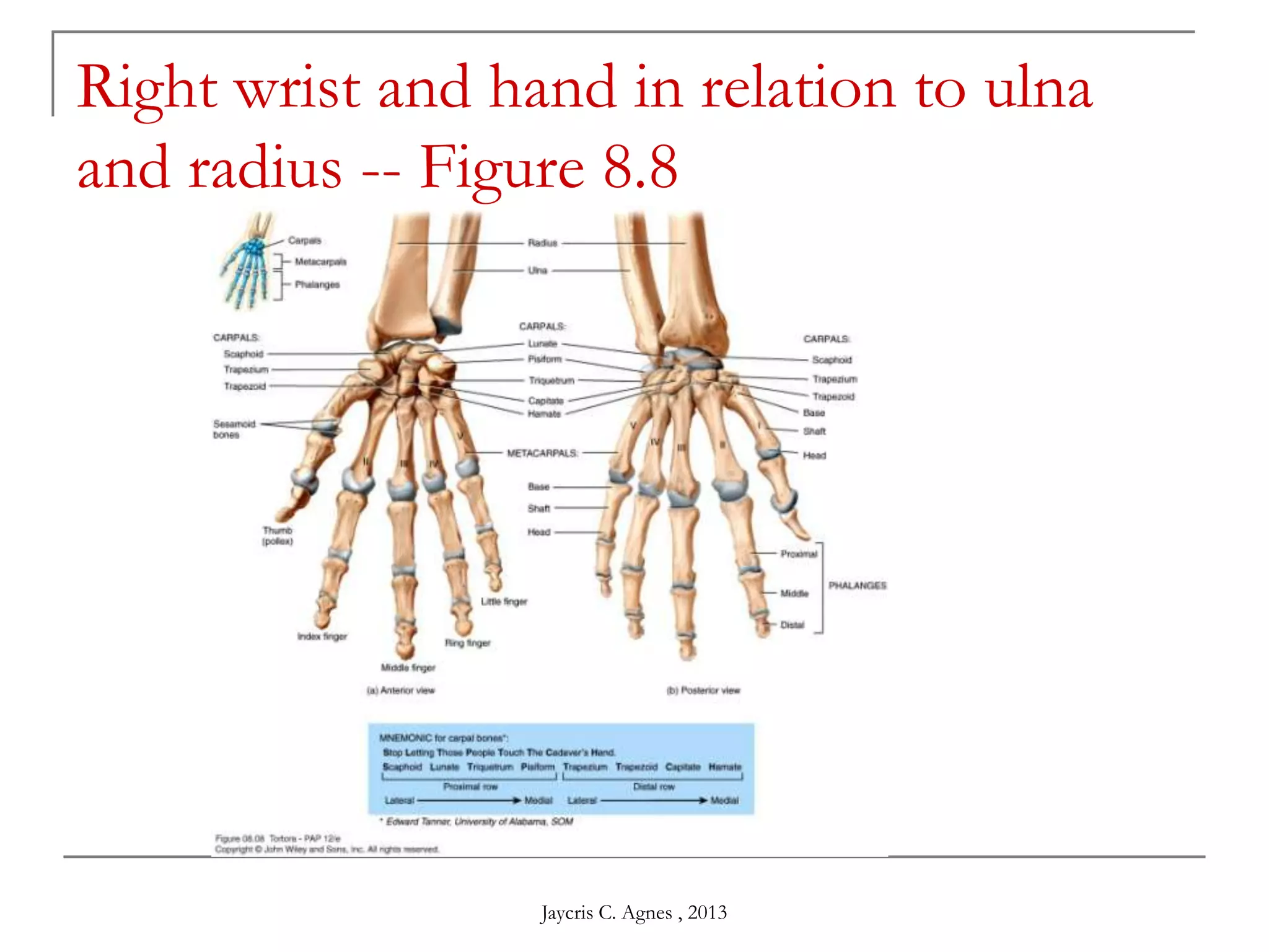 Right wrist and hand in relation to ulna
and radius -- Figure 8.8
Jaycris C. Agnes , 2013
 
