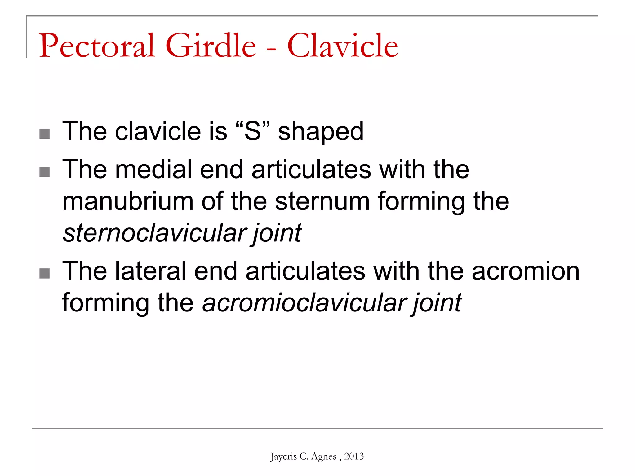 Pectoral Girdle - Clavicle
 The clavicle is ―S‖ shaped
 The medial end articulates with the
manubrium of the sternum forming the
sternoclavicular joint
 The lateral end articulates with the acromion
forming the acromioclavicular joint
Jaycris C. Agnes , 2013
 
