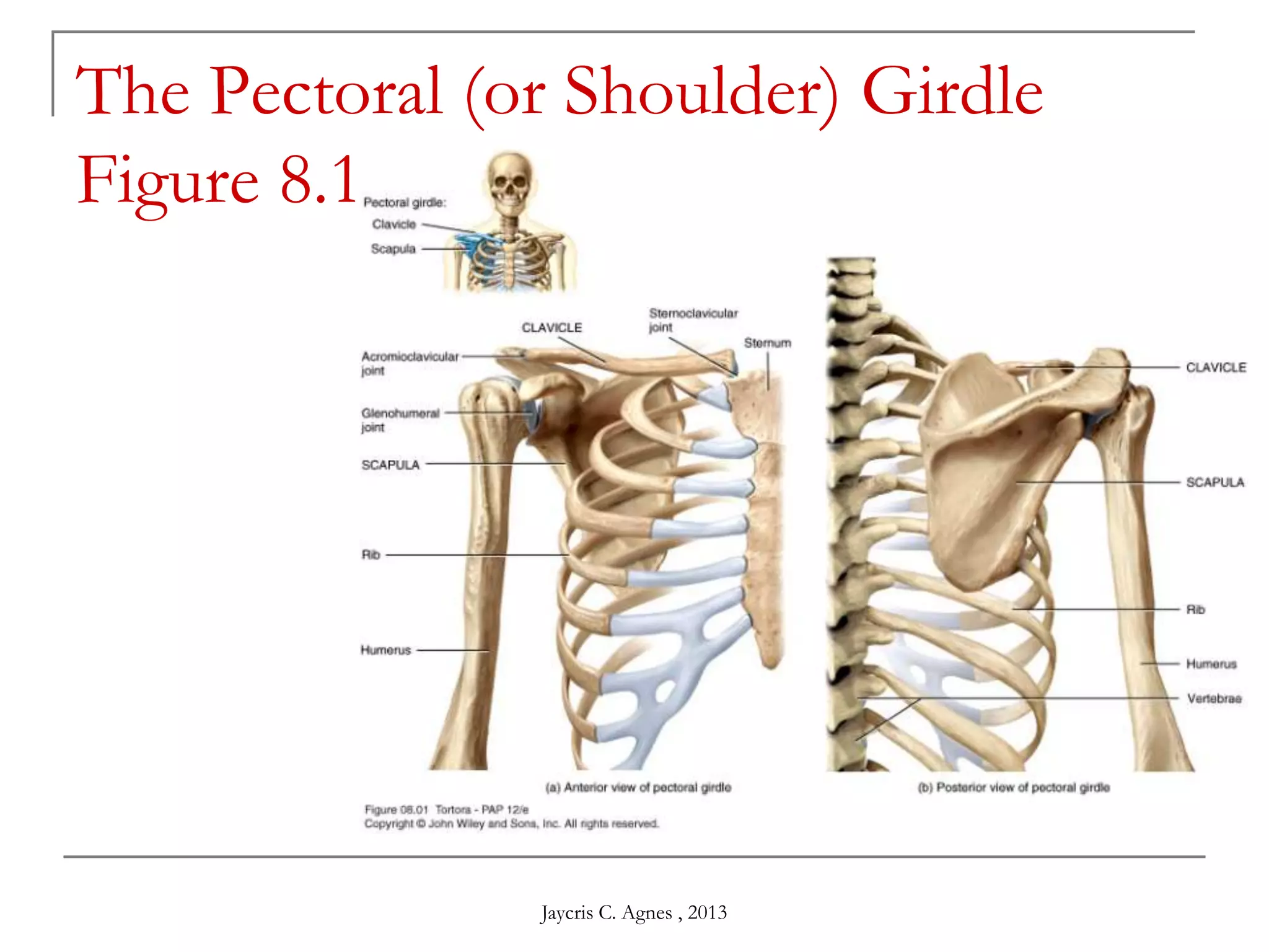 The Pectoral (or Shoulder) Girdle
Figure 8.1
Jaycris C. Agnes , 2013
 