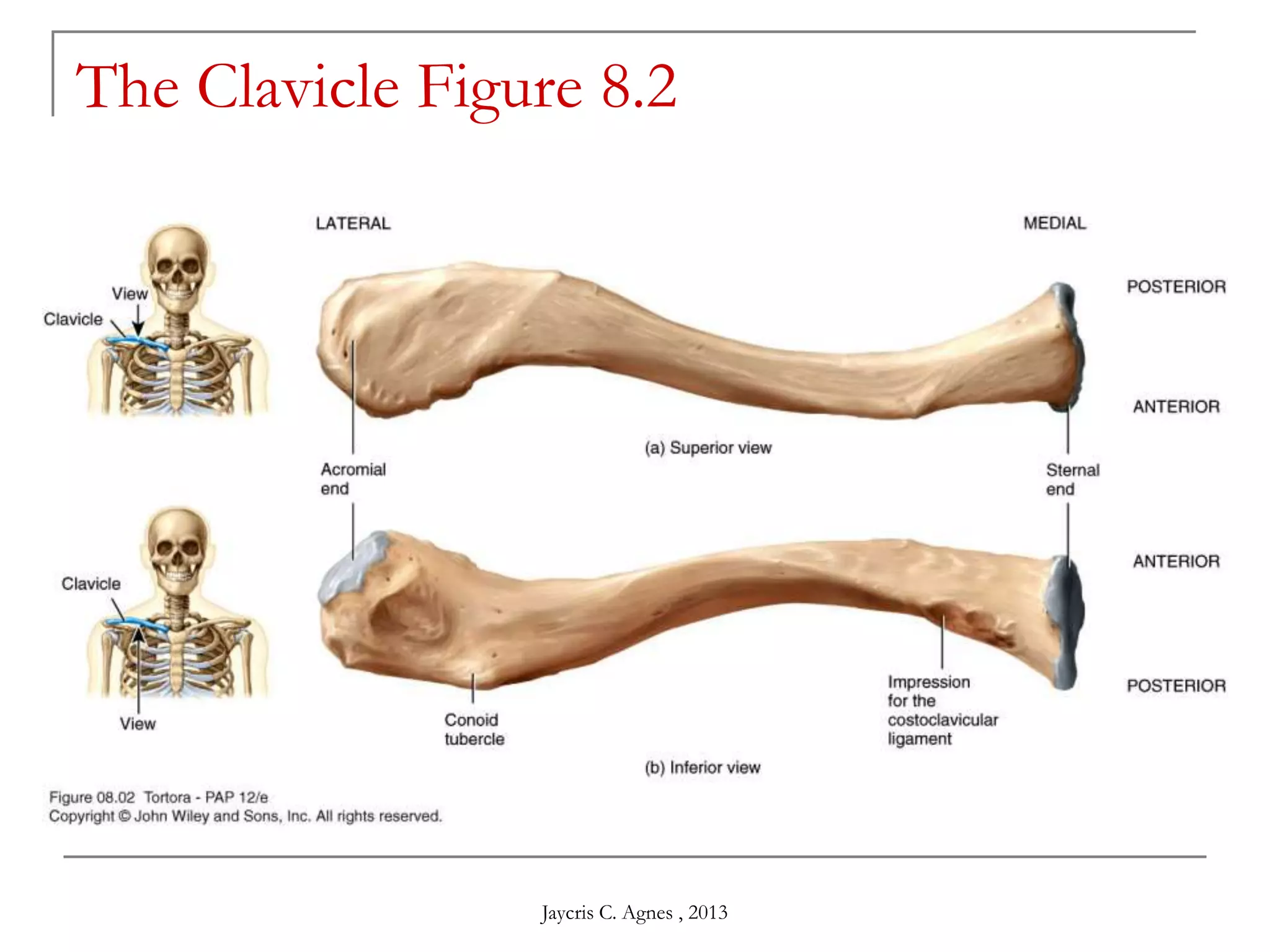 The Clavicle Figure 8.2
Jaycris C. Agnes , 2013
 