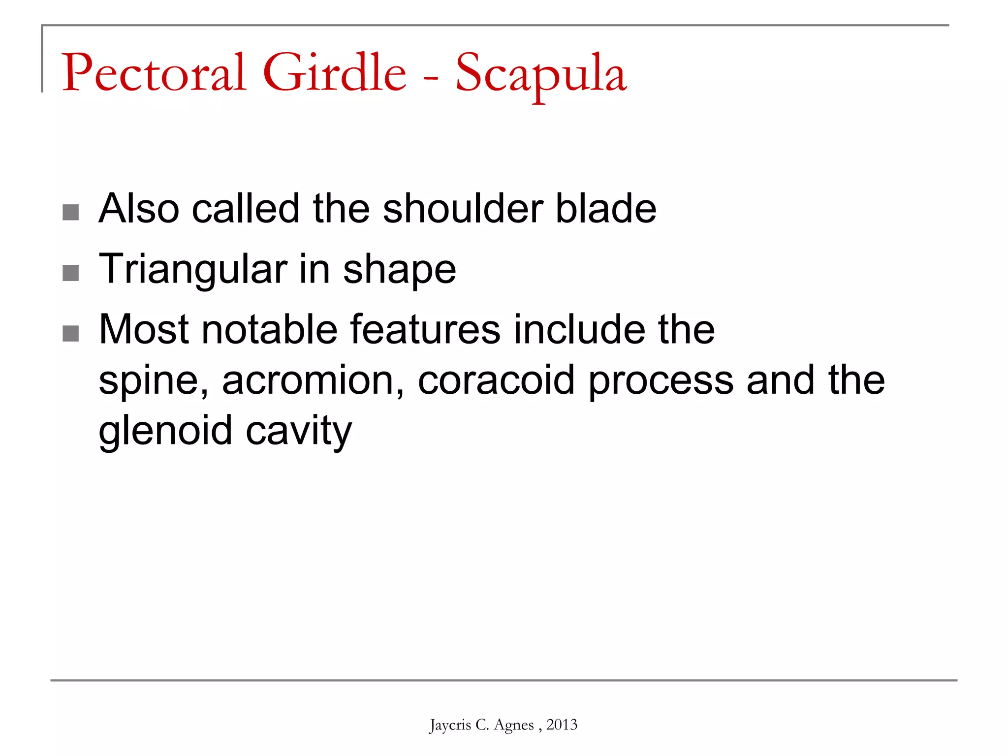 Pectoral Girdle - Scapula
 Also called the shoulder blade
 Triangular in shape
 Most notable features include the
spine, acromion, coracoid process and the
glenoid cavity
Jaycris C. Agnes , 2013
 