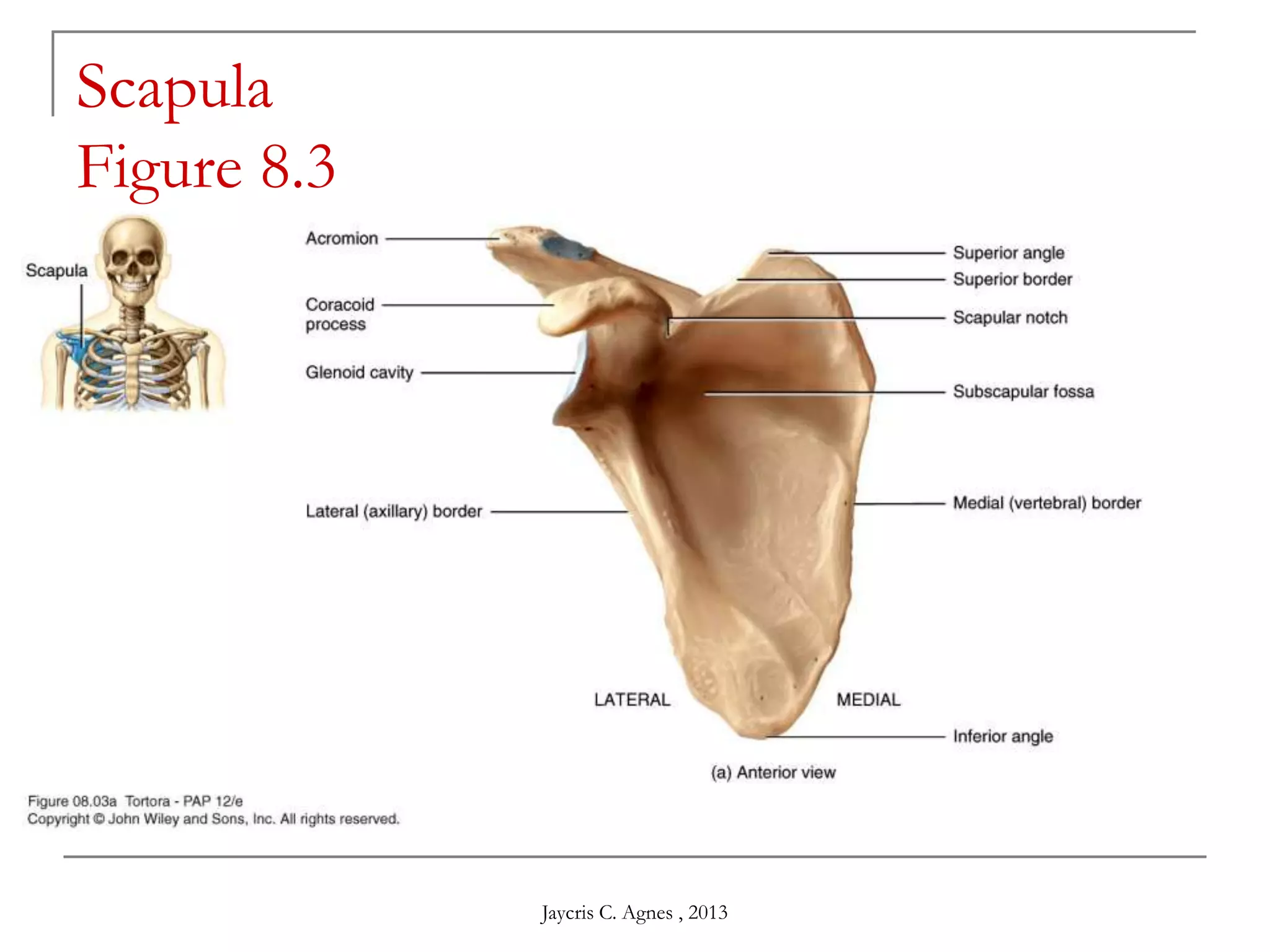 Scapula
Figure 8.3
Jaycris C. Agnes , 2013
 