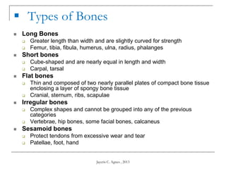 Parallel Medium Bone Skeletal System | PPTX