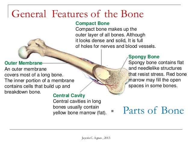 Skeletal System