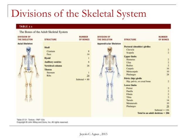 Skeletal System