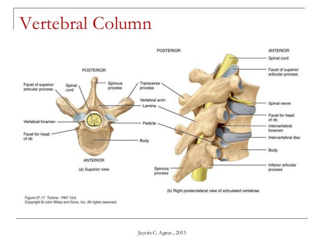 Skeletal System
