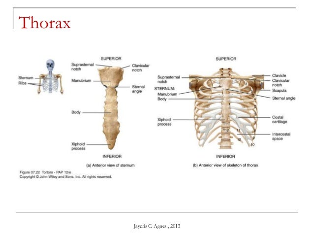 Skeletal System