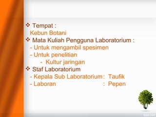  Tempat :
Kebun Botani
 Mata Kuliah Pengguna Laboratorium :
- Untuk mengambil spesimen
- Untuk penelitian
- Kultur jaringan
 Staf Laboratorium
- Kepala Sub Laboratorium: Taufik
- Laboran : Pepen
 