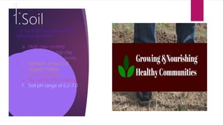 1.
1.Soil
- A rice field should posses the
following attributes
a. High clay content
top clay
lionite.
c. Medium amount of
organic matter
d. Good drainage
e. T
op soil 18-20 cm deep
f. Soil pH range of 6.2-7.0
 